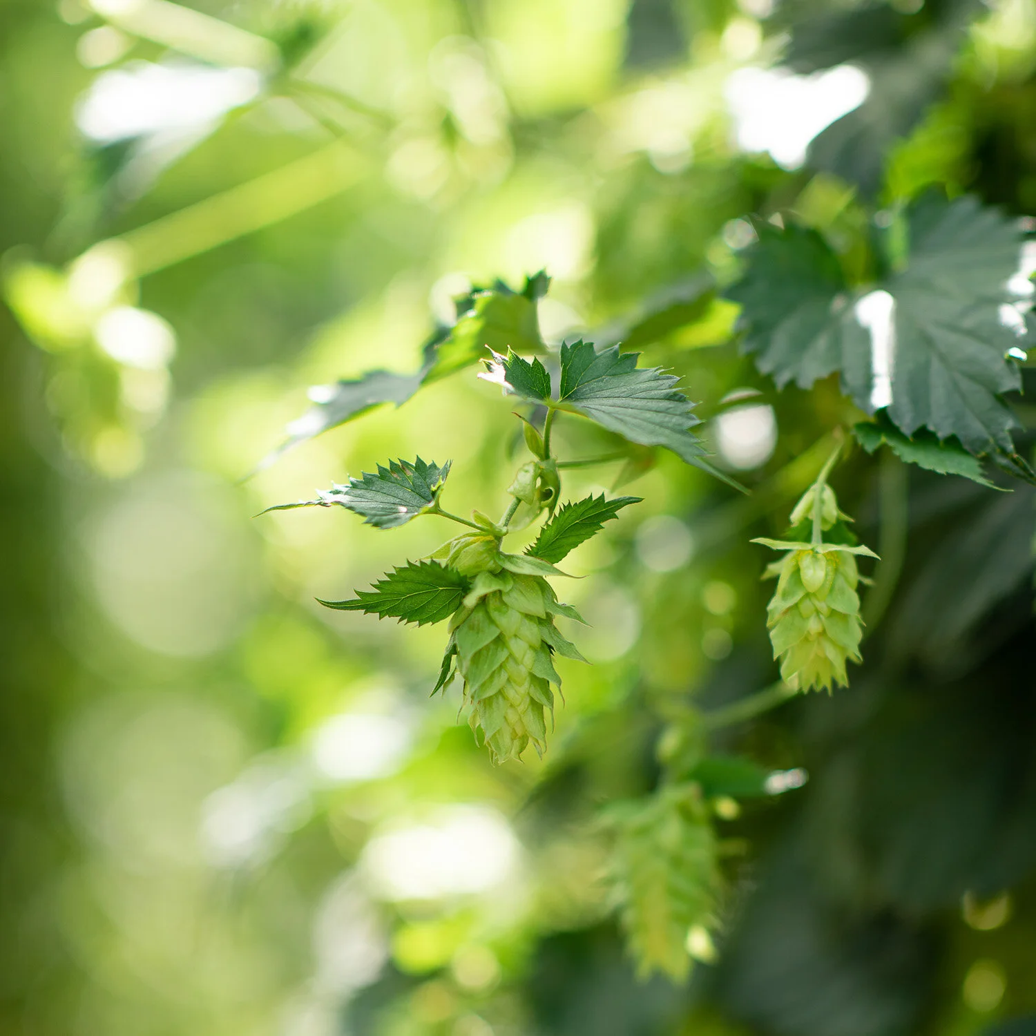new-zealand-hops.jpg