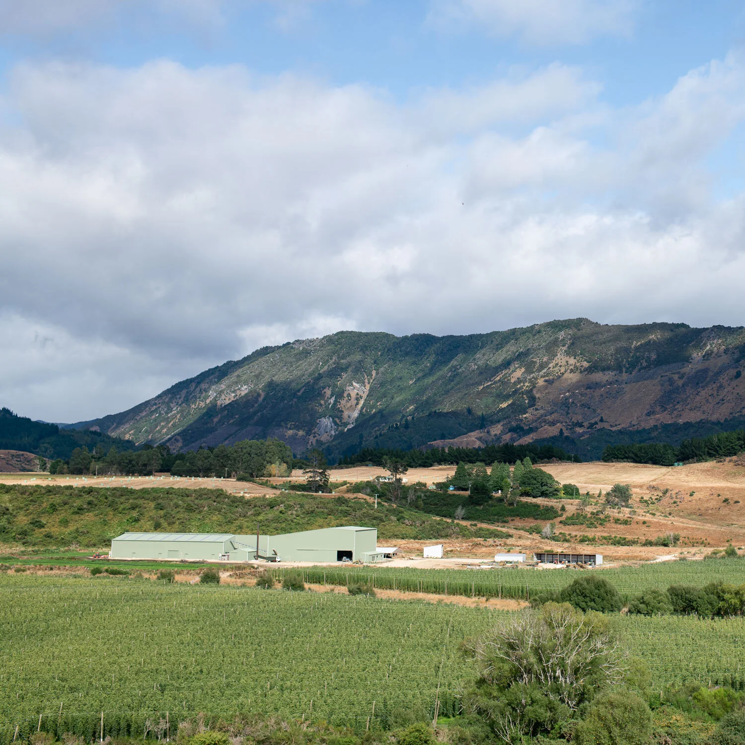 clayton-hops-new zealand001.jpg