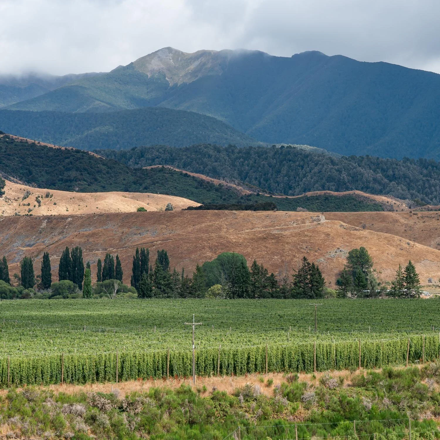 clayton-hops-new zealand005.jpg