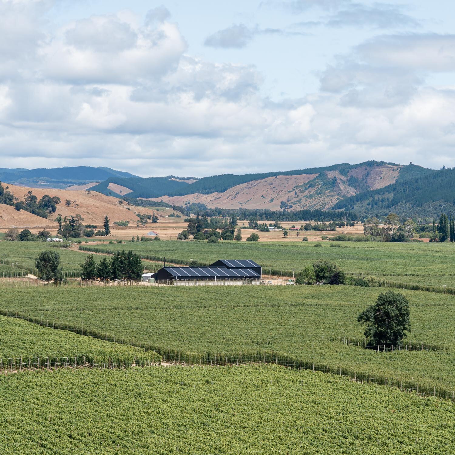 clayton-hops-new zealand009.jpg