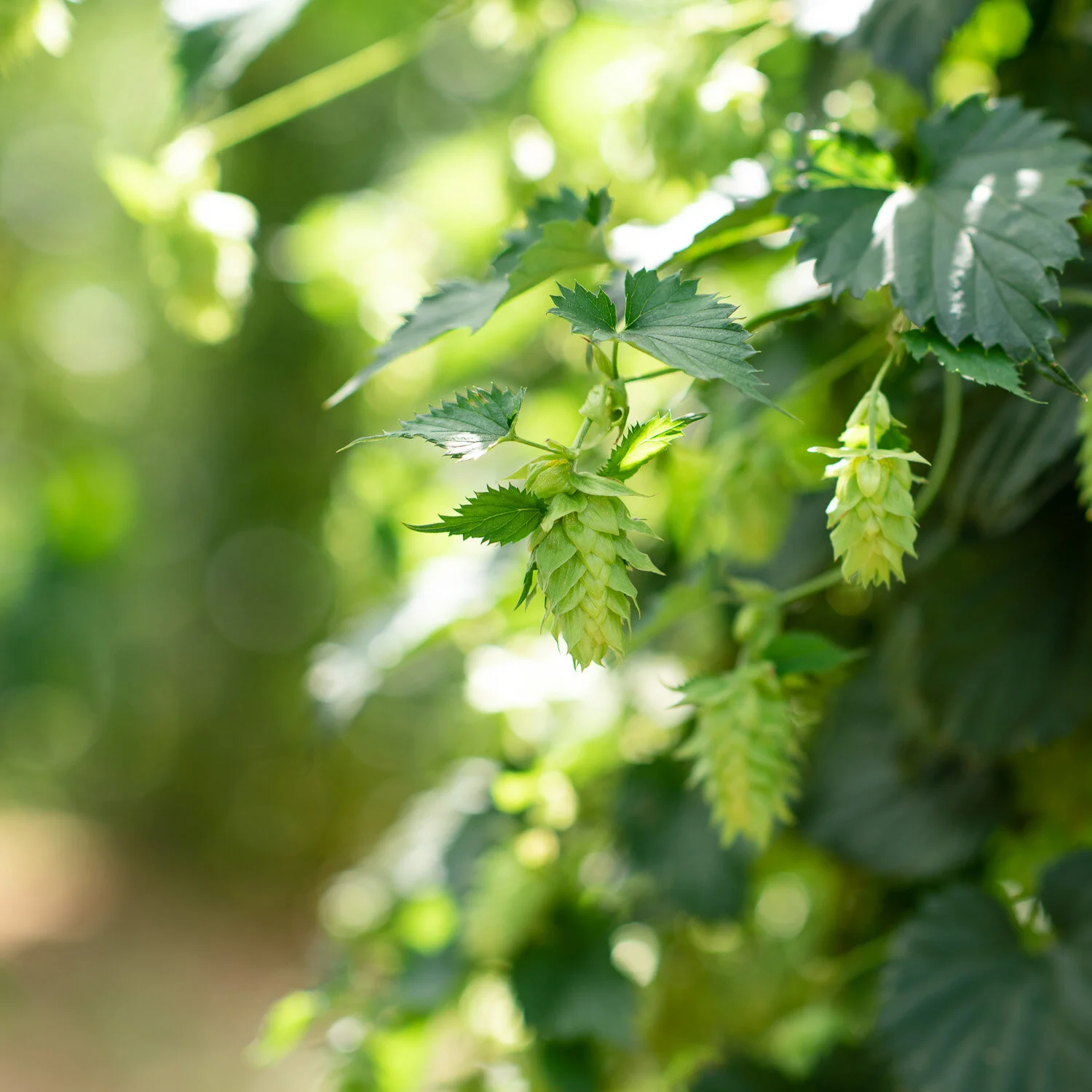 clayton-hops-new zealand012.jpg