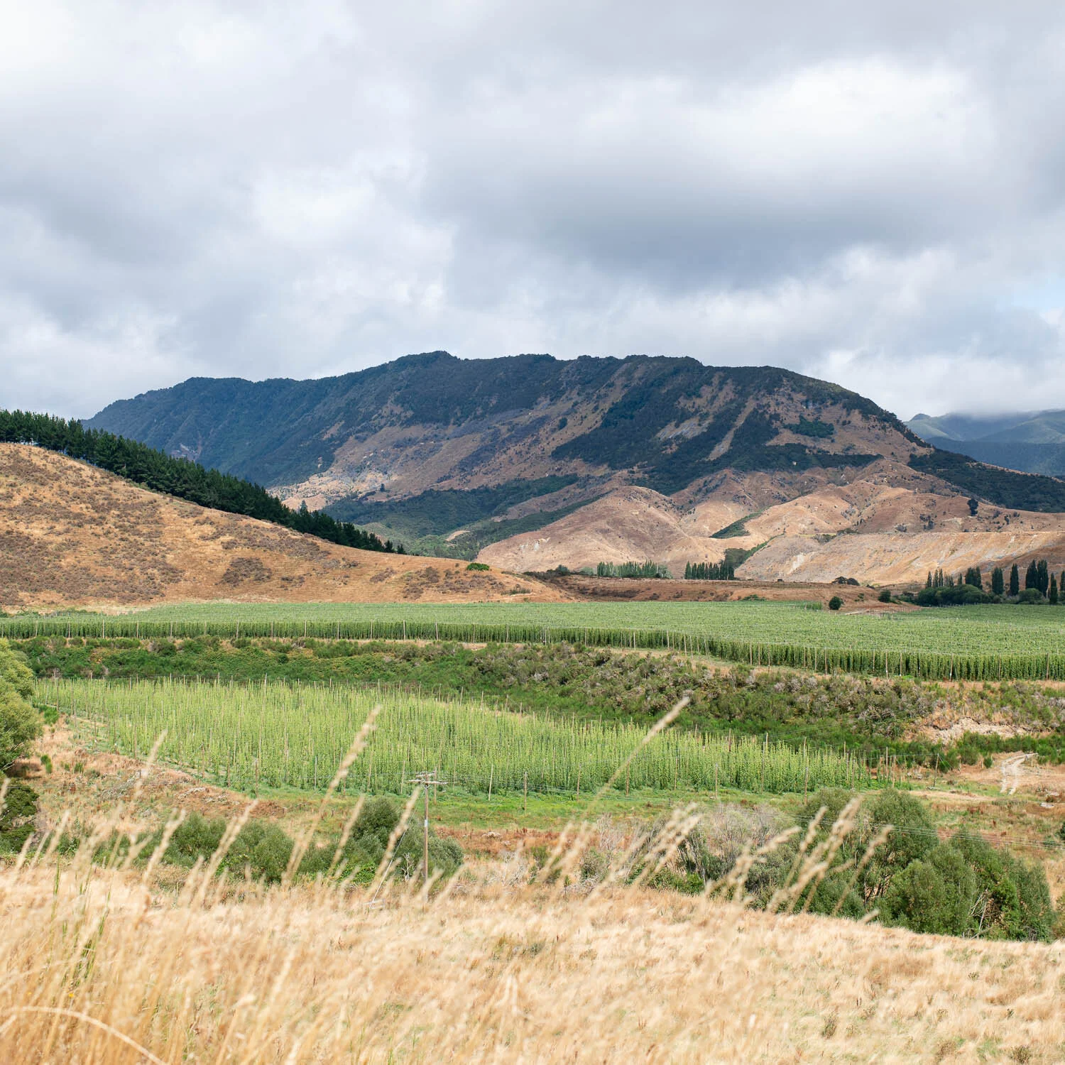 clayton-hops-new zealand021.jpg