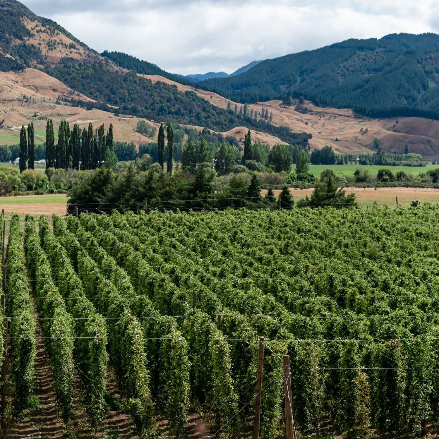 clayton-hops-new zealand023.jpg