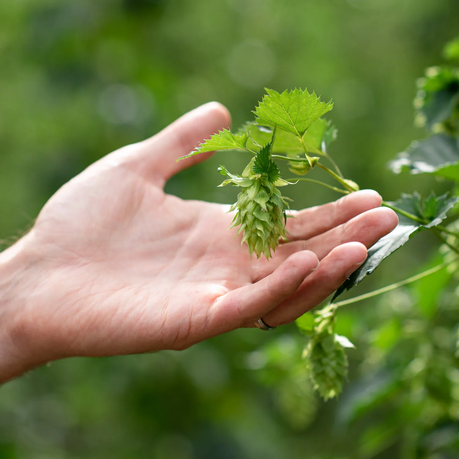 clayton-hops-new zealand024.jpg