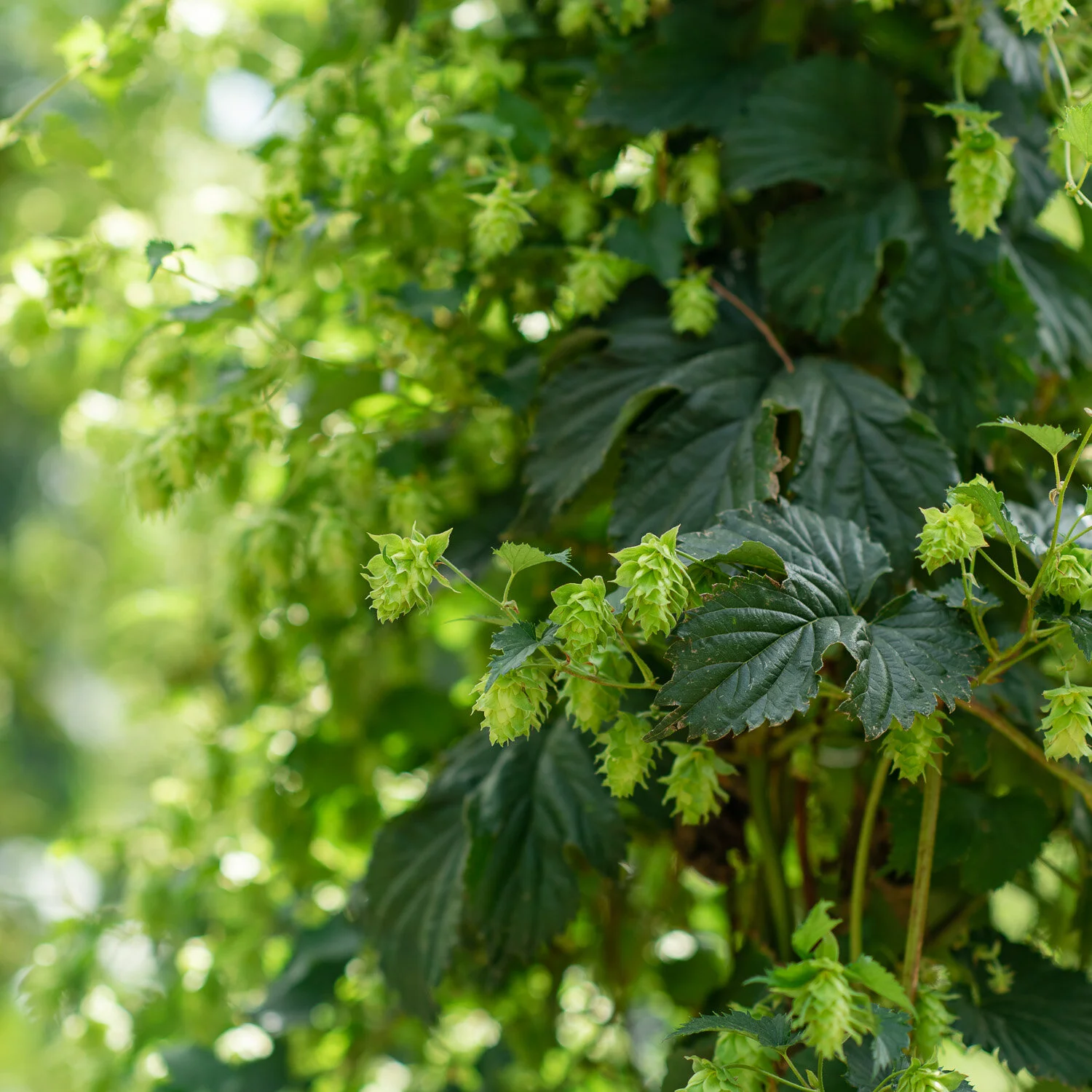 clayton-hops-new zealand025.jpg