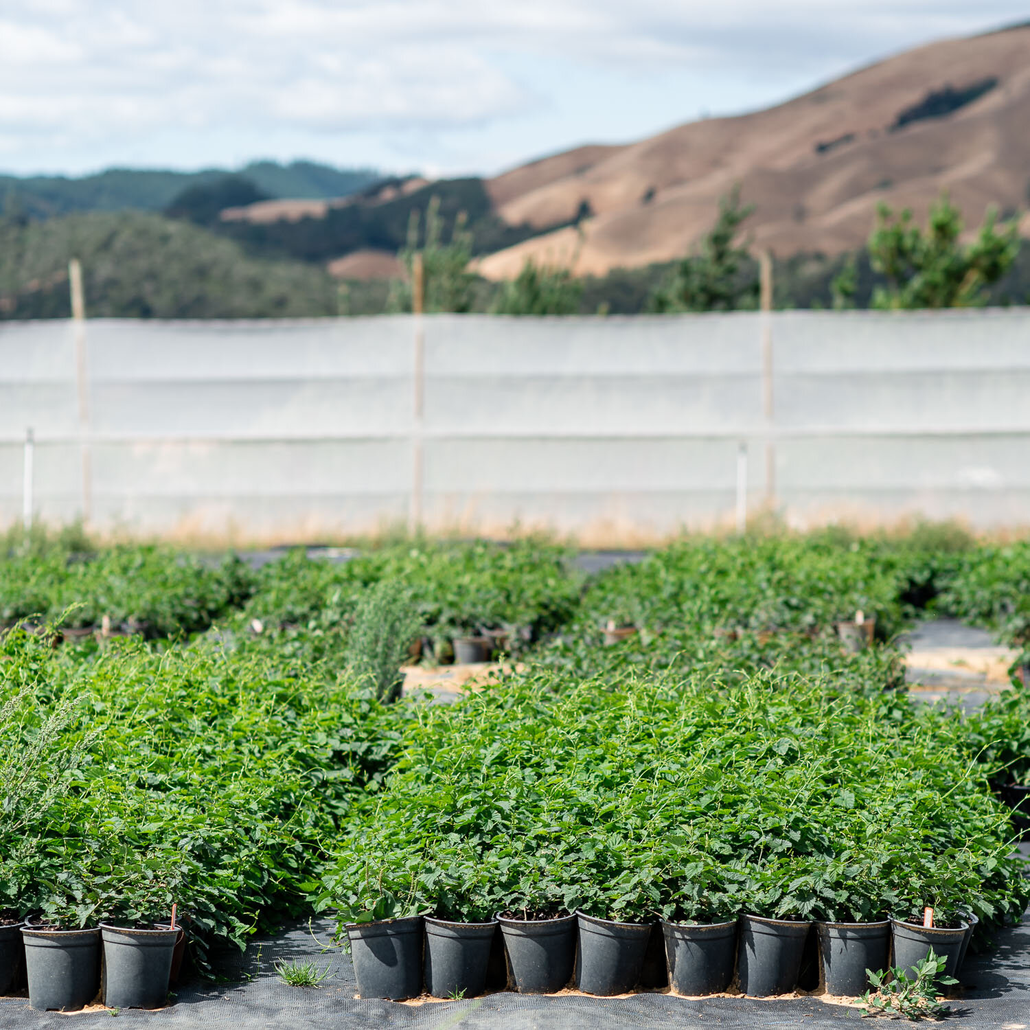 clayton-hops-new zealand027.jpg