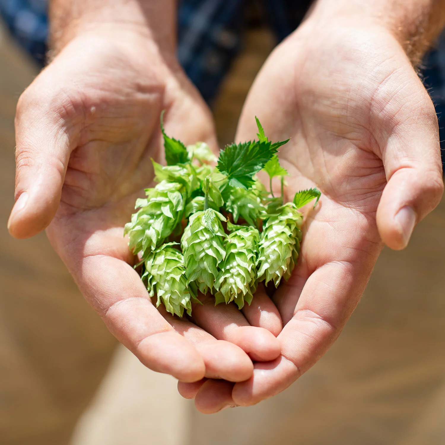 clayton-hops-new zealand028.jpg