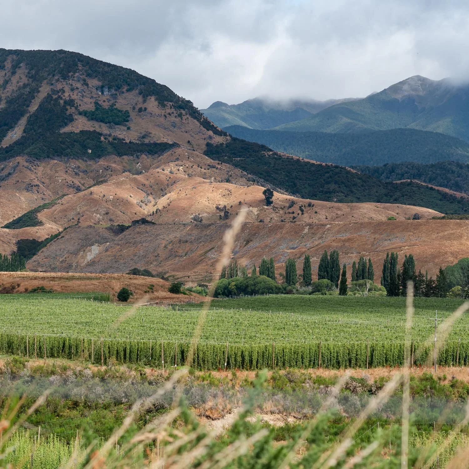 new-zealand-hops.jpg