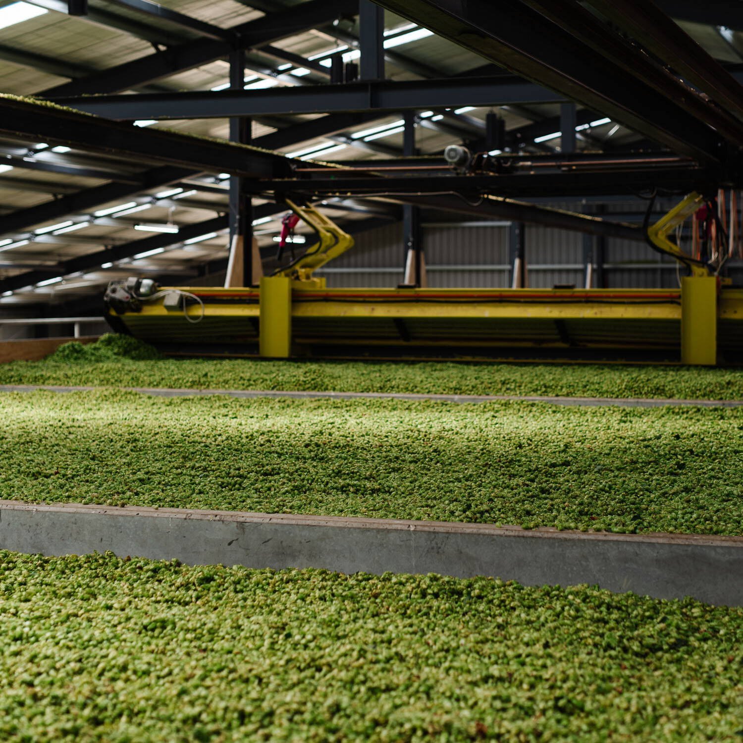 hops-from-new-zealand-20.jpg