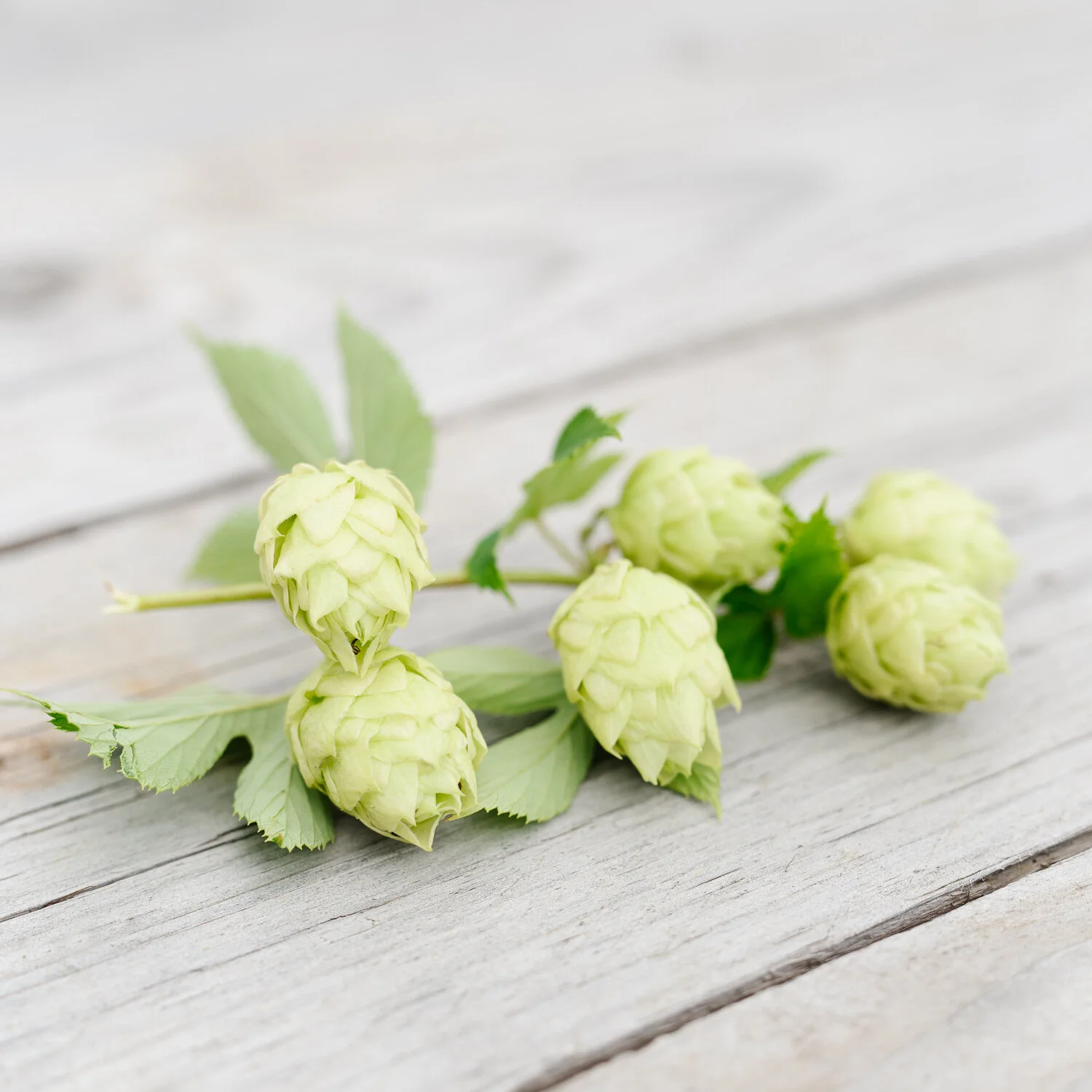 Riwaka™ hops