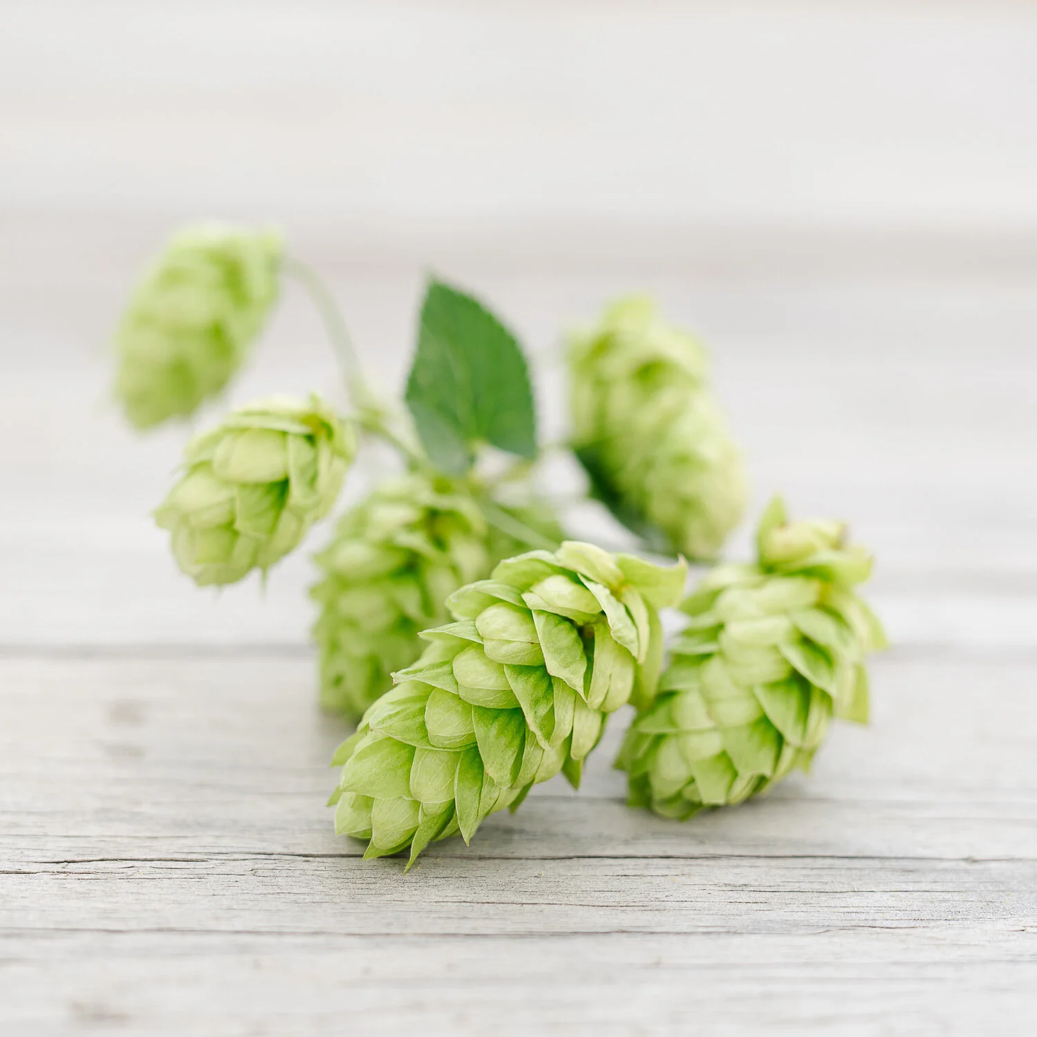 Motueka™ hops