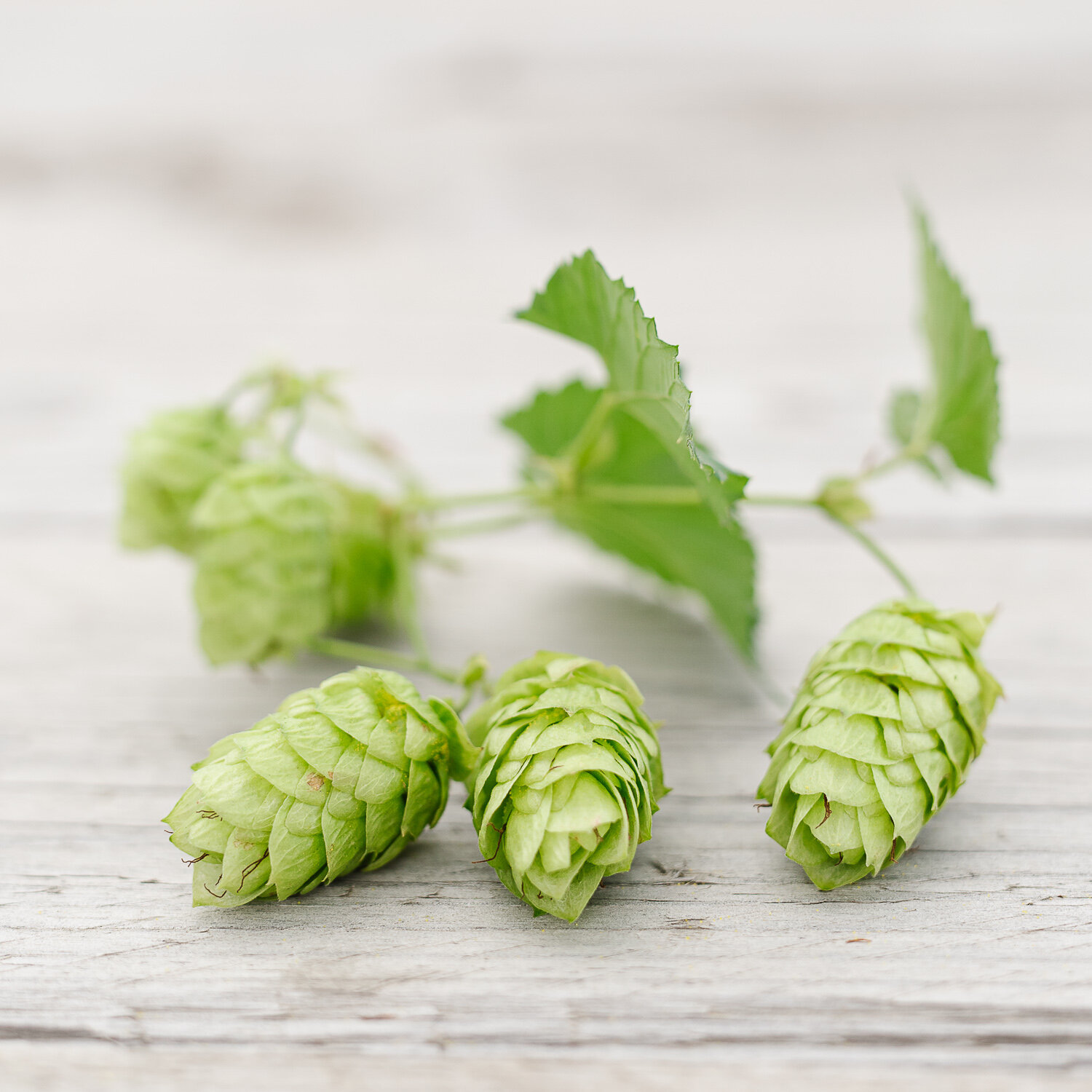 Pacifica™ hops
