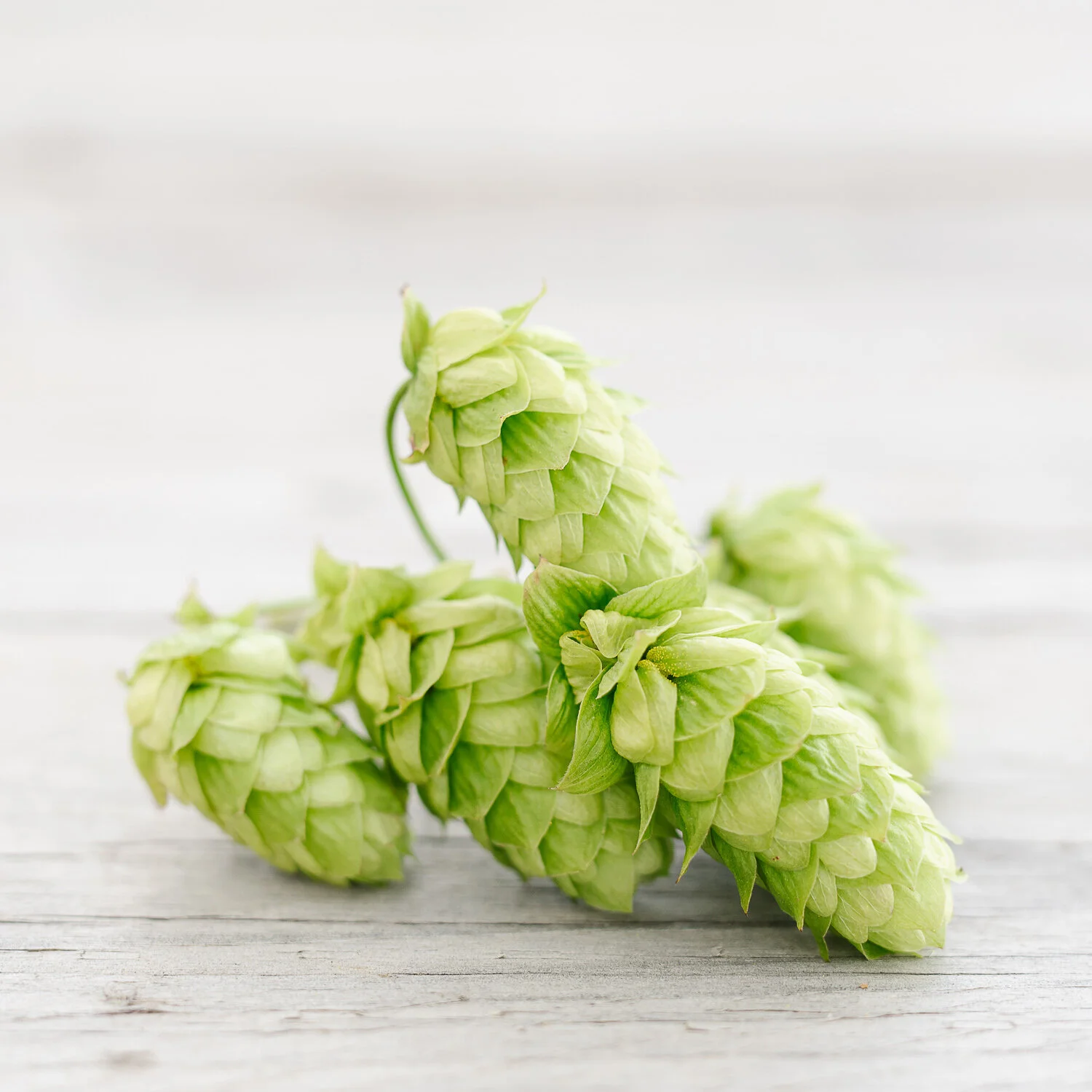 New Zealand Cascade™ hops