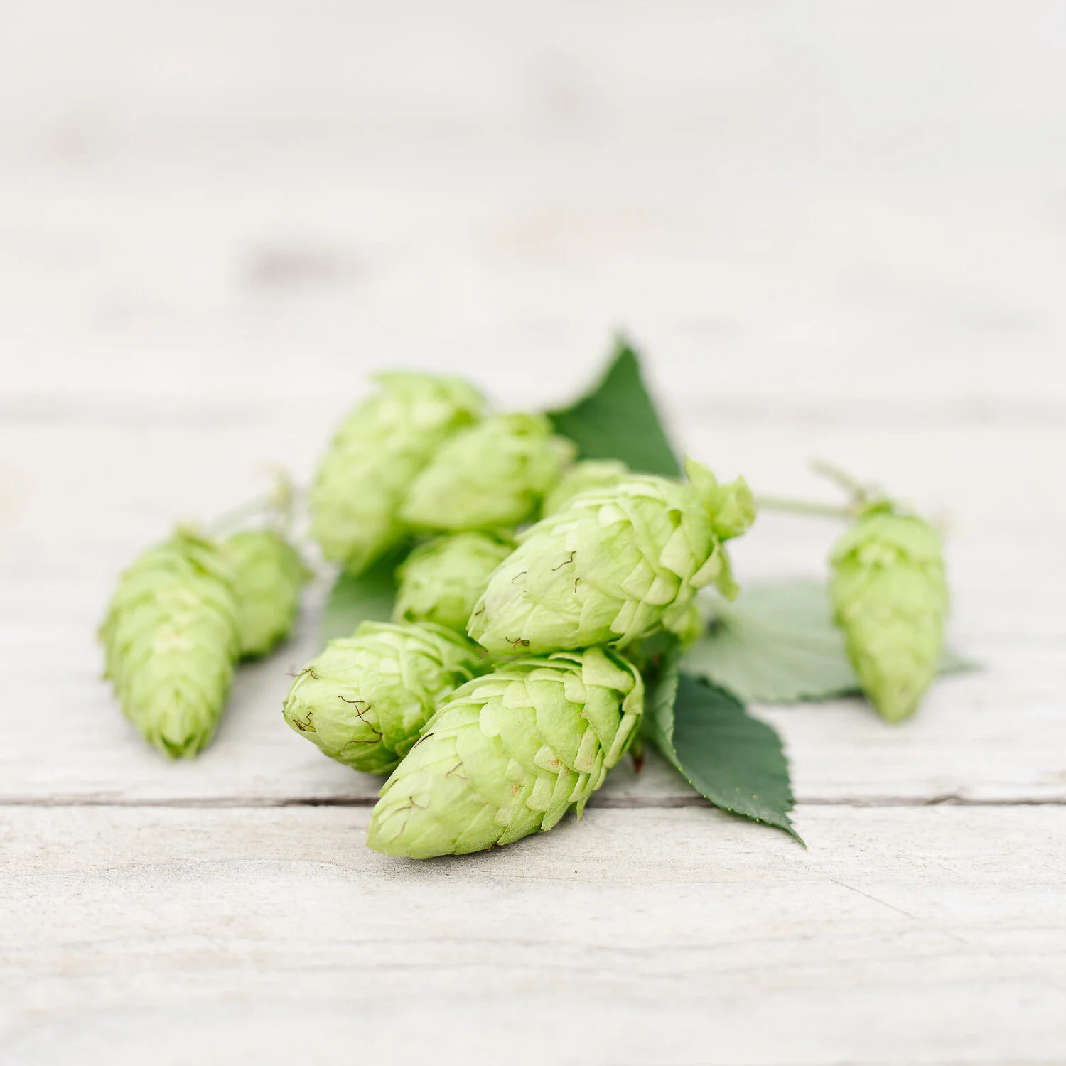 Nelson Sauvin™ hops