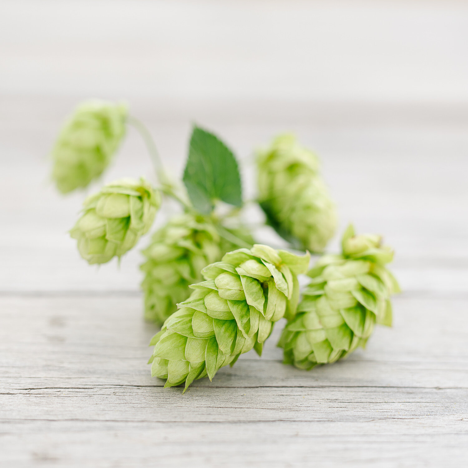 motueka-hops.jpg