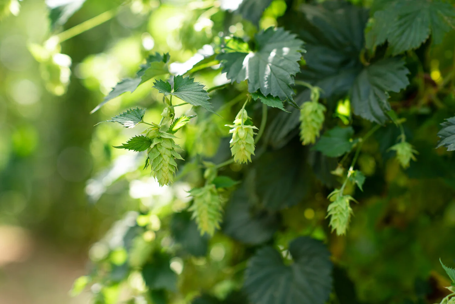  photo of hops growing in Nelson region of New Zealand 