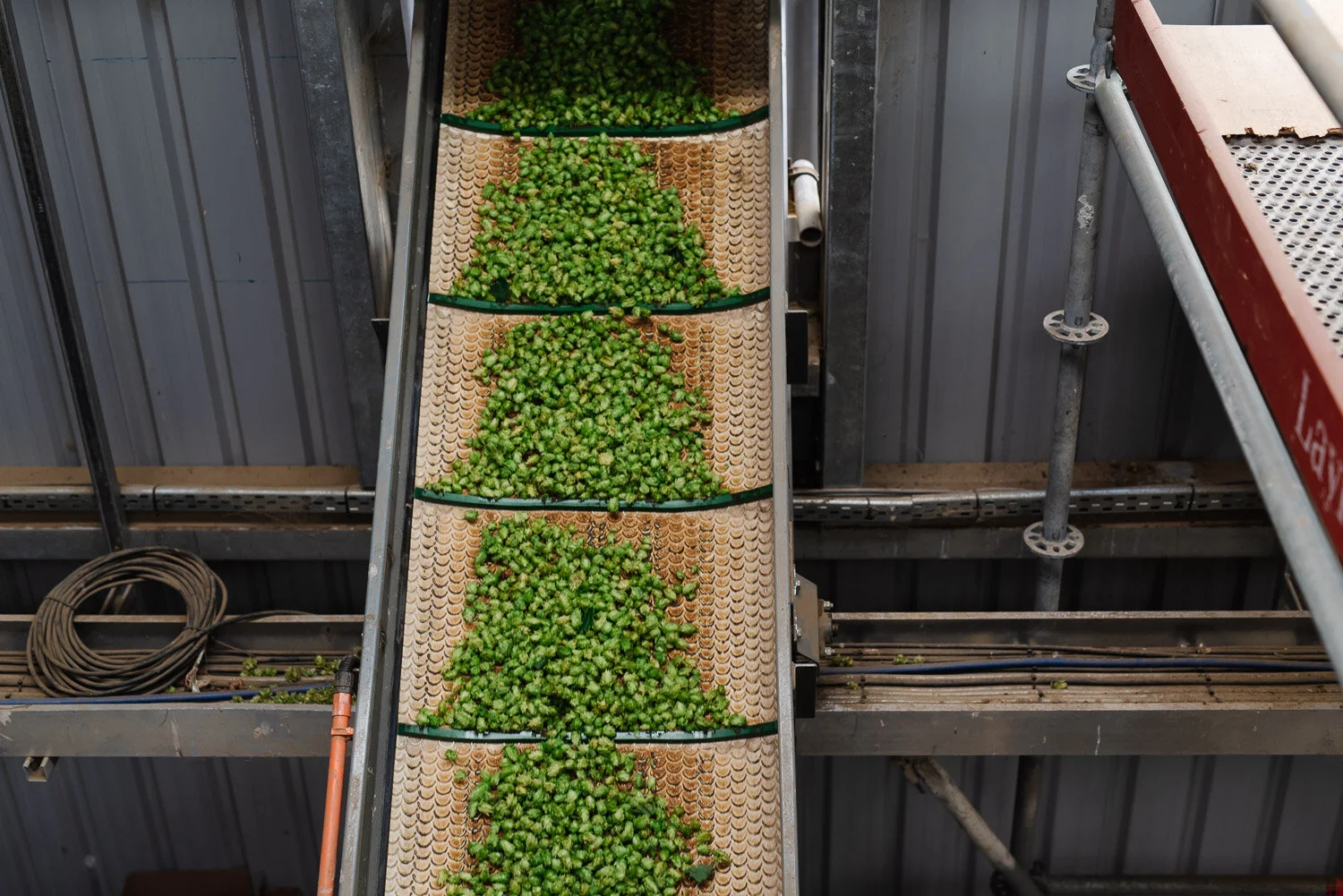 clayton-hops-harvest-cleaned-cones.jpg