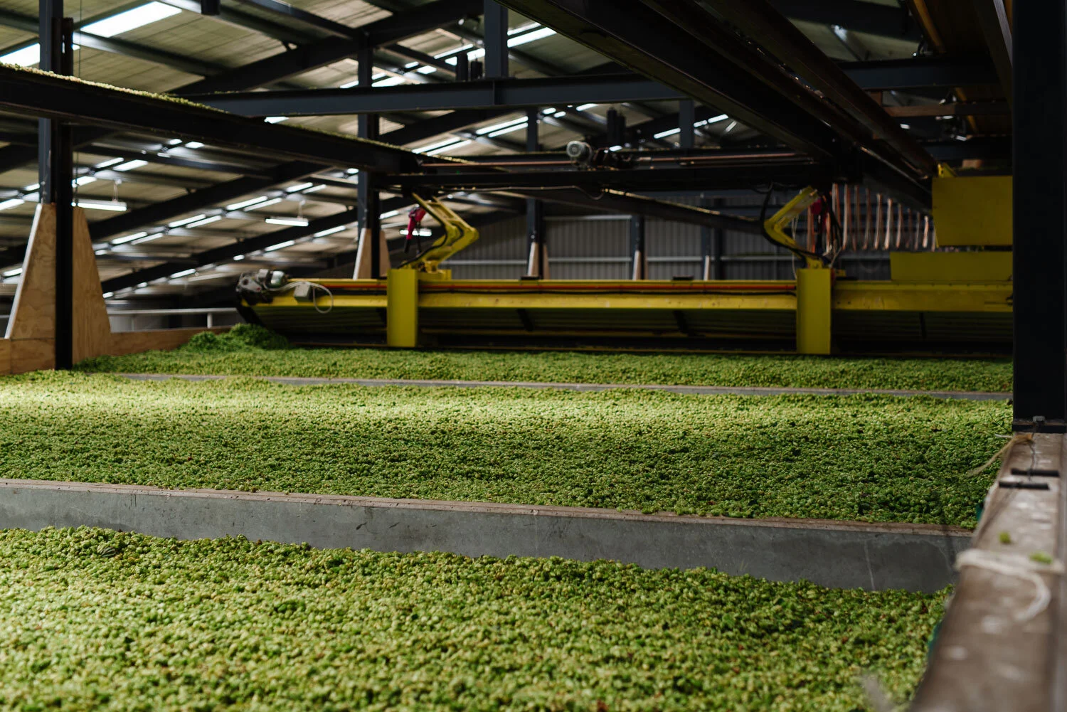 clayton-hops-harvest-kiln-drying.jpg