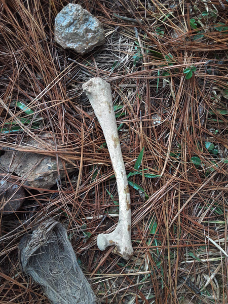 Clandestine theft by Aura Minerals (USA) of dead buried in the Azacualpa Cemetery, and total destruction of the cemetery
