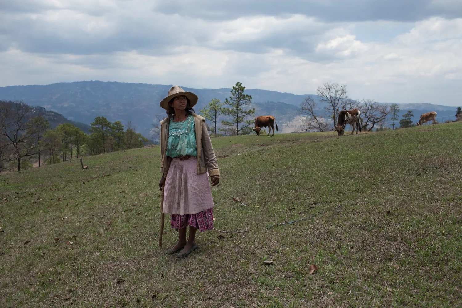 Figure 7. Goldcorp’s Marlin Mine in San Marcos, Diodora. Diodora Hernández looks for a calf while shepherding her cows. On July 7, 2010, Diodora Hernández, who refused to sell her land, was shot point-blank in the face outside her home only a few met
