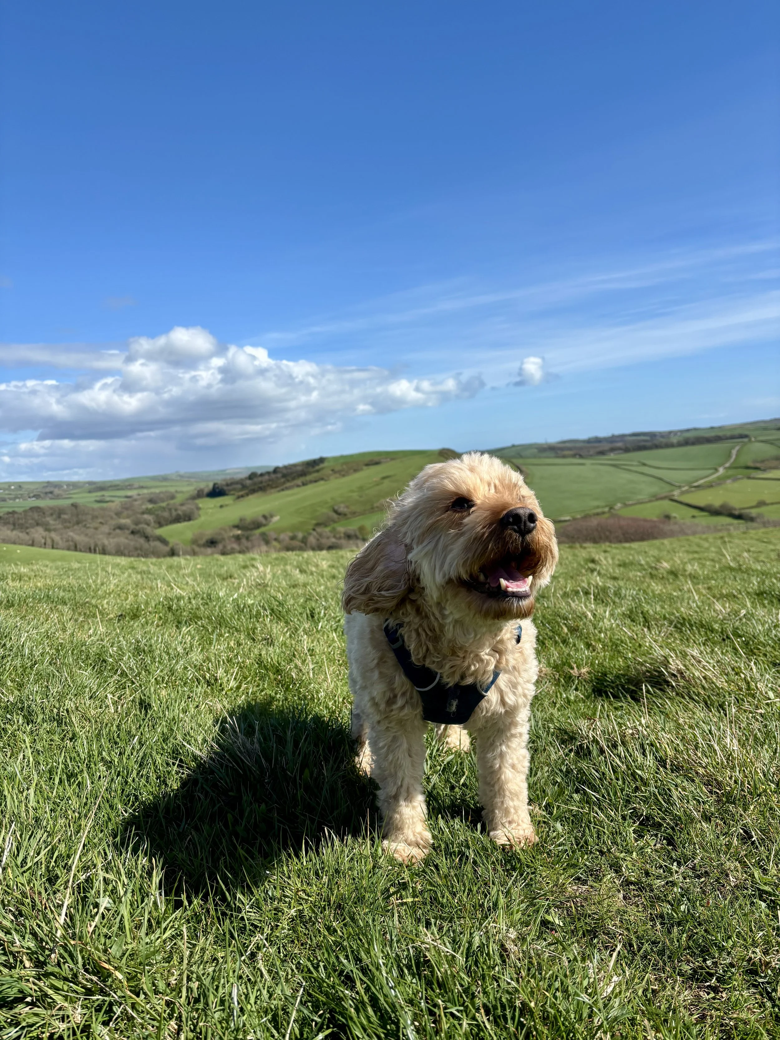 Nicky's dog Luca enjoying the wind on the hills near Spiritual Spa in the Dorset countryside