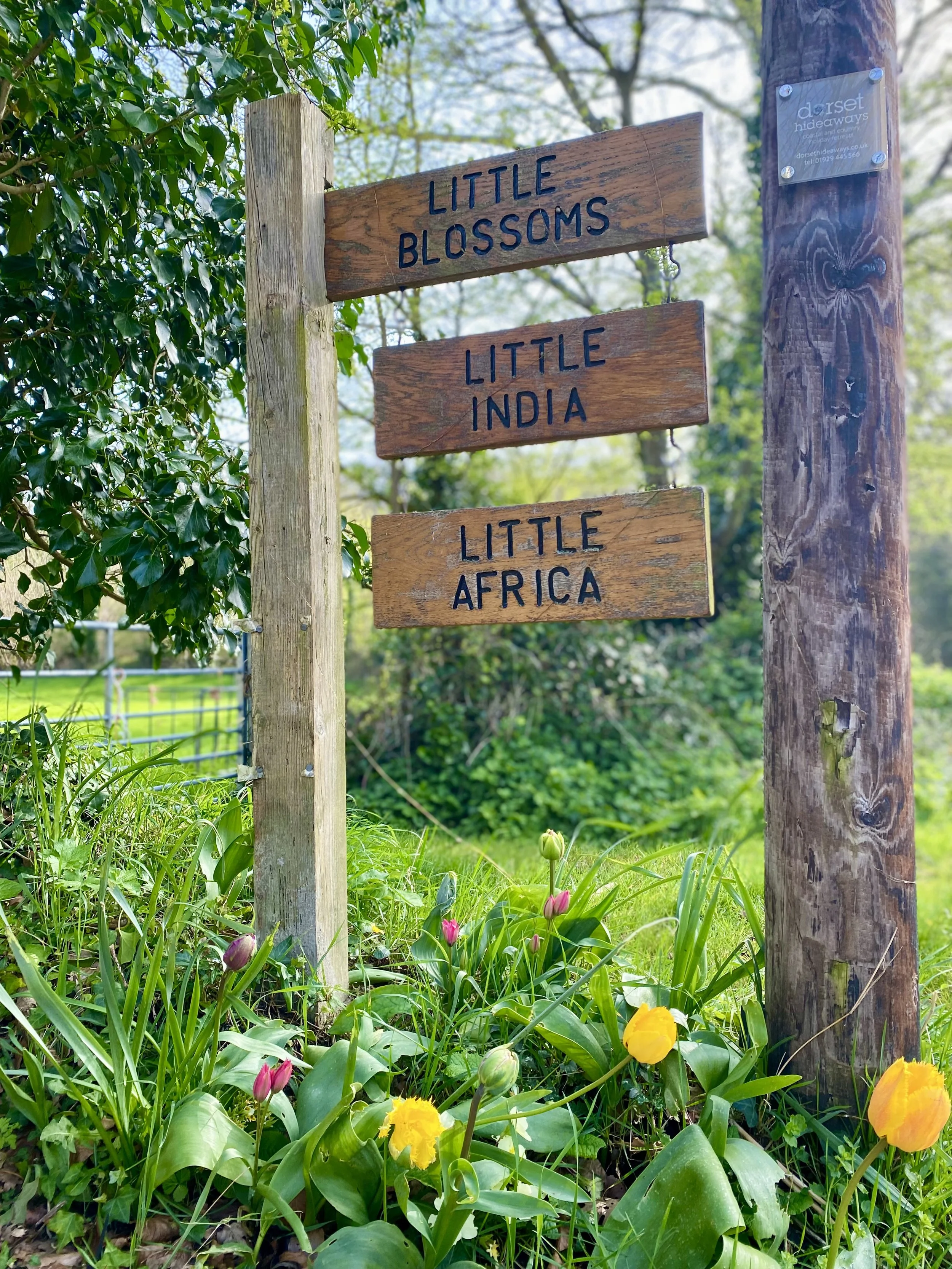 A wooden signpost with three signs reading 'Little Blossoms,' 'Little India,' and 'Little Africa' situated in a garden with colorful tulips and green foliage, with trees and a fence in the background.