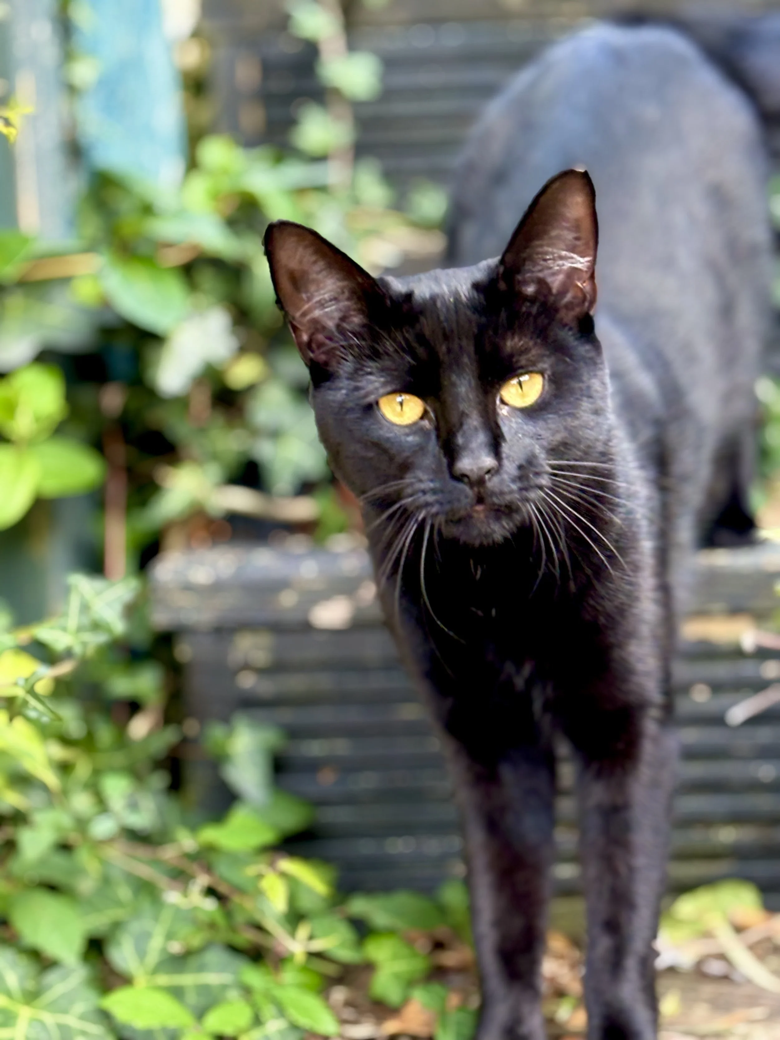 A black cat with yellow eyes walking outdoors among green plants and a wooden fence.