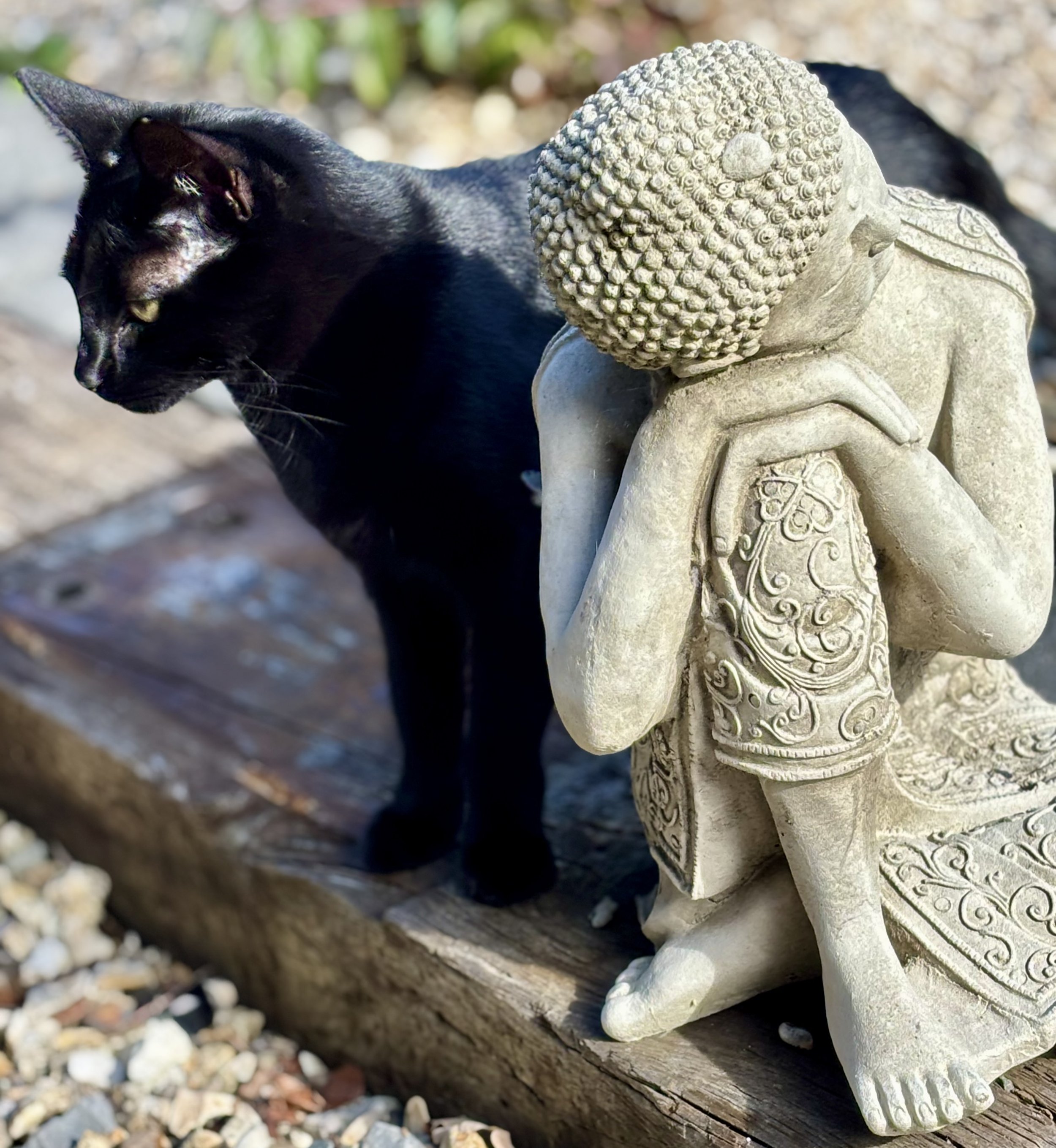 A black cat sitting next to a statue of Buddha in the serene garden of Spiritual Spa, Dorset where Nicky practices her Soul Connection Coaching