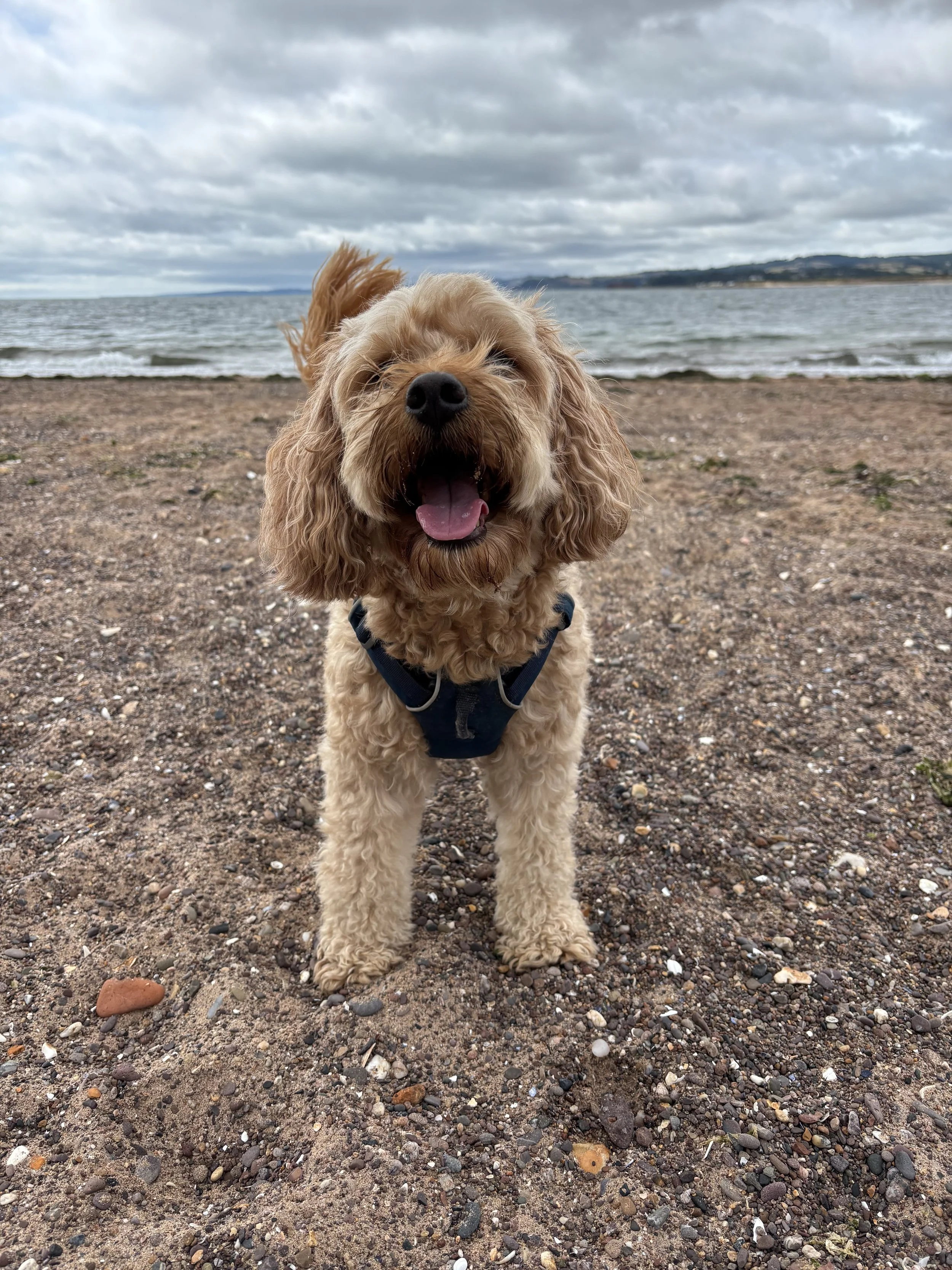 Luca, Nicky's smiling dog with curly tan fur standing on a pebble beach near the water, under a cloudy sky.
