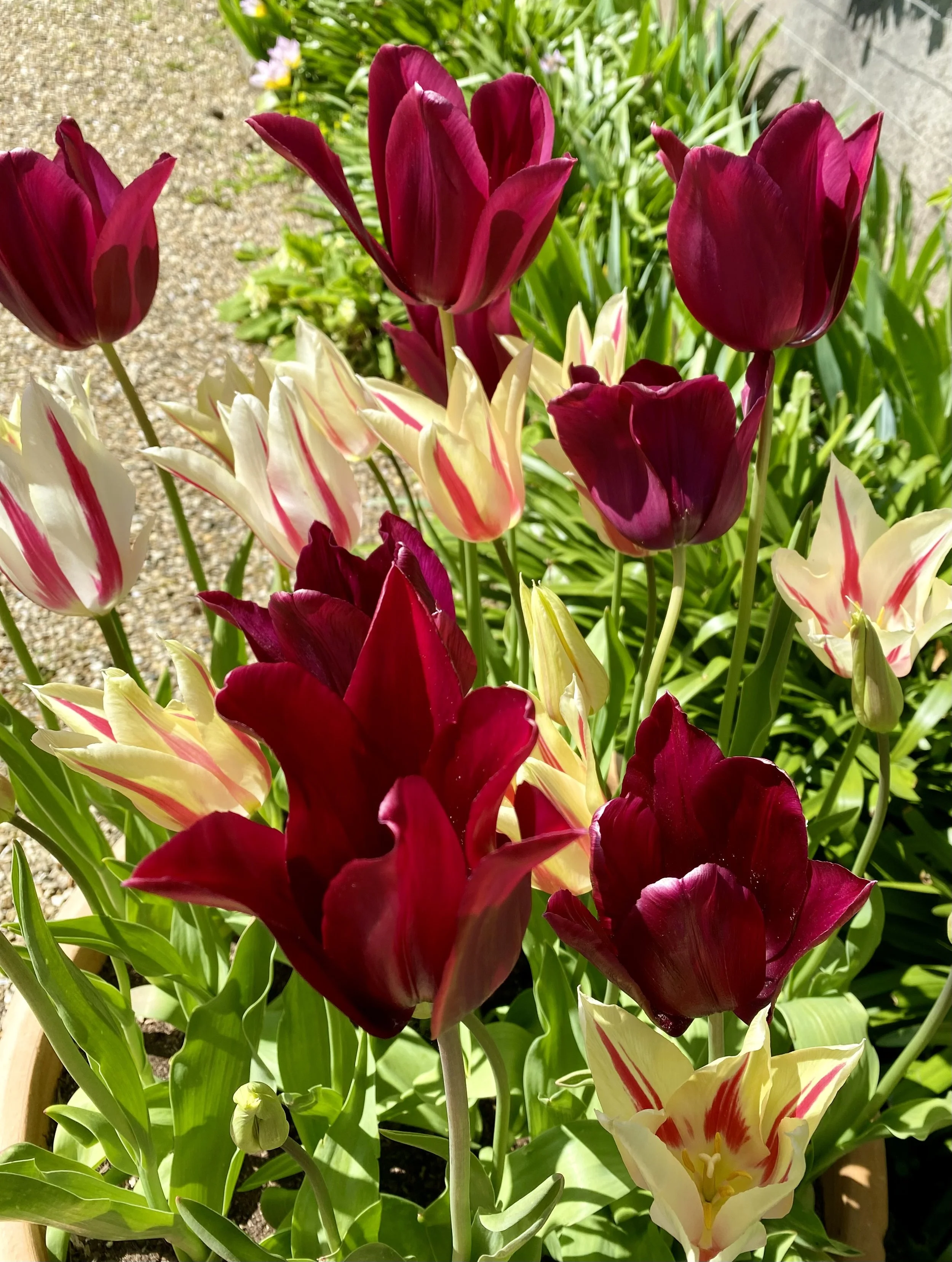 Tulips in the garden at Spiritual Spa in Dorset where Nicky Williams conducts her in person Journey sessions.