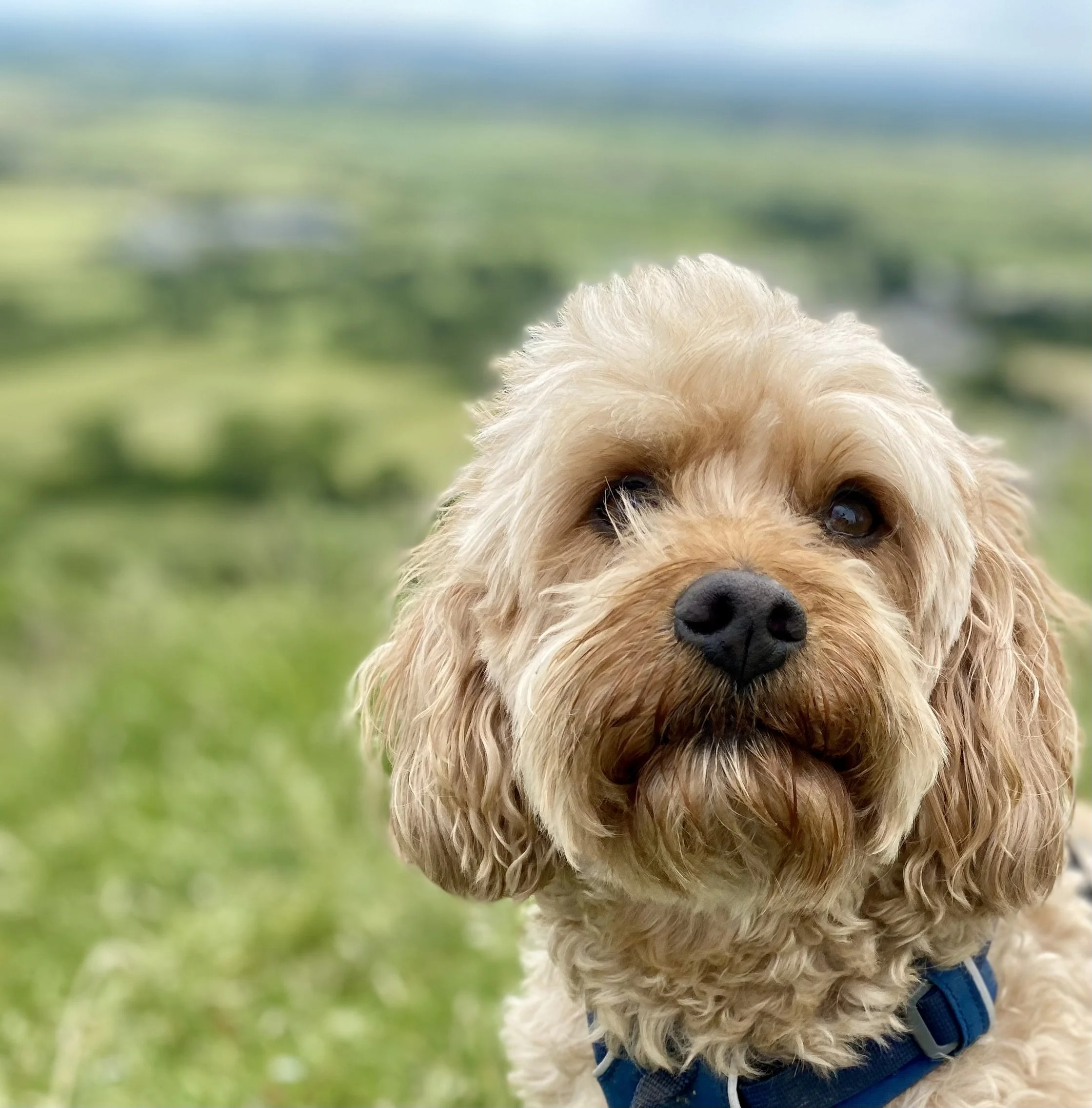 A close-up of a tan-colored fluffy dog with dark eyes and a black nose, wearing a blue harness, outdoors with a blurred green natural background.