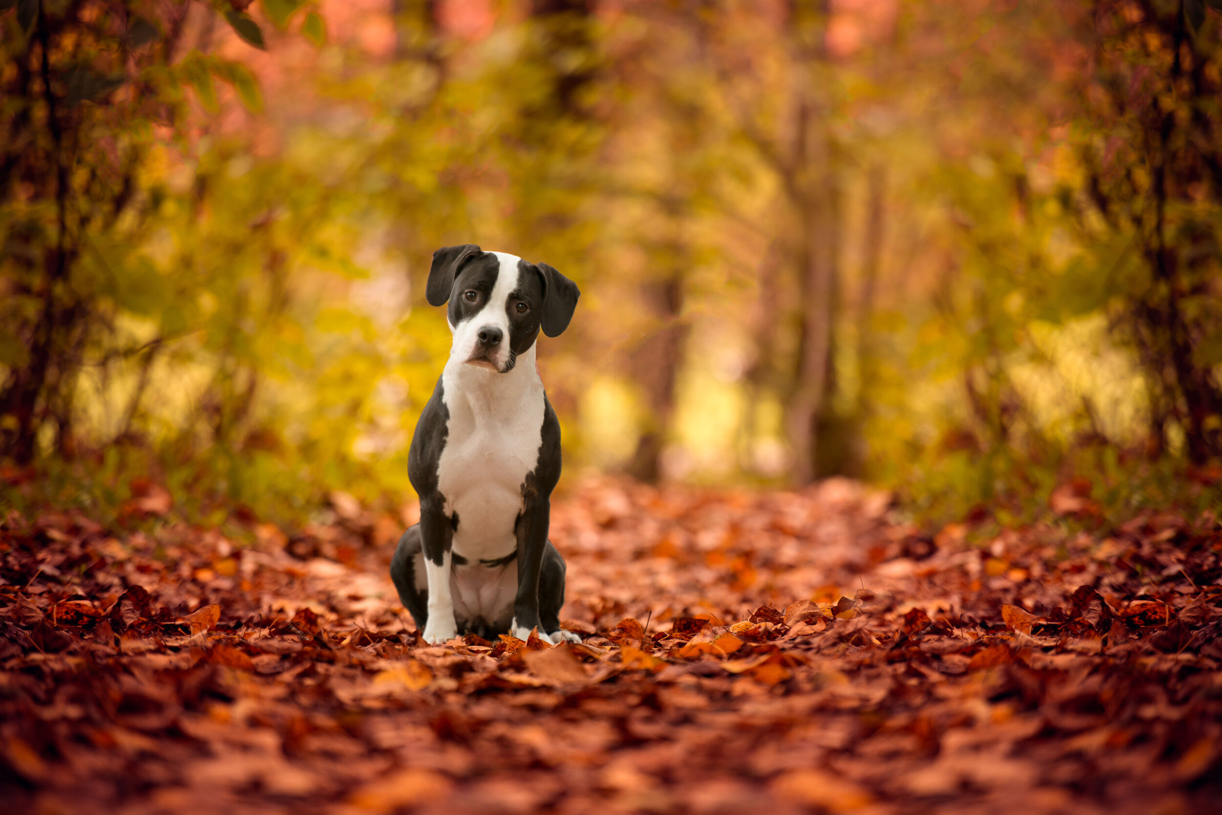 Fall Dog Photography