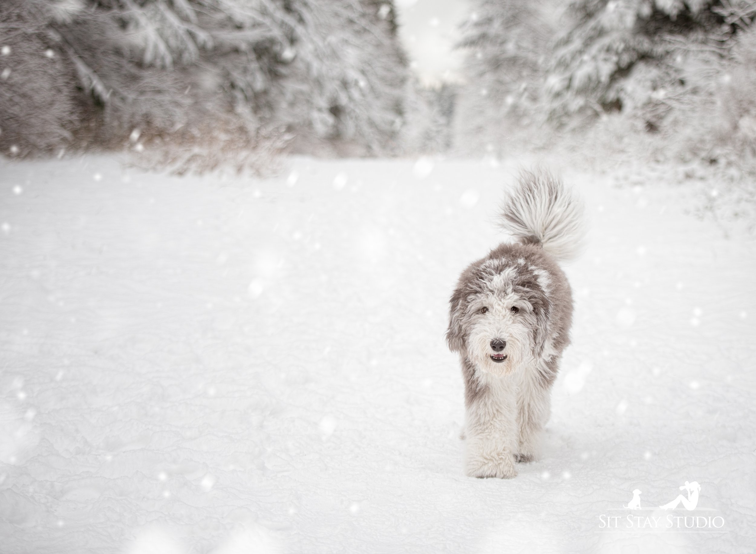 Port Moody ~ Snow Day Mini Sessions!