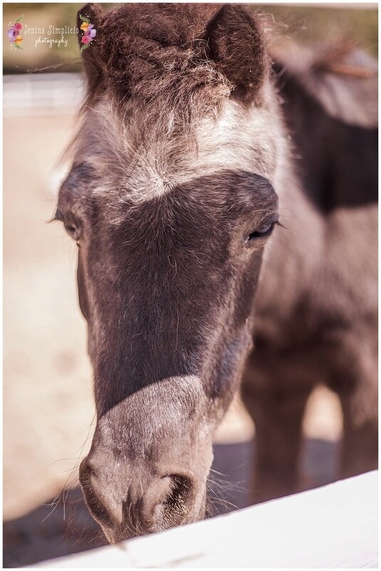  ranch horse at the wedding 