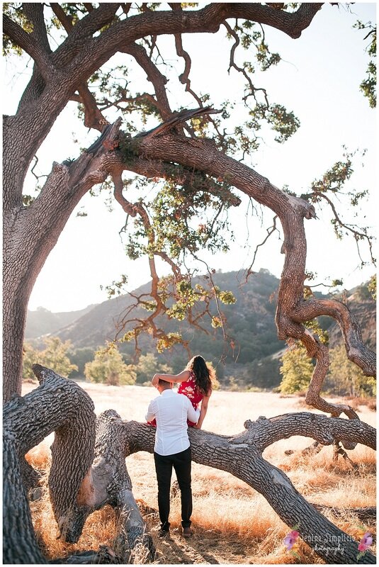  newly engaged couple sitting on a tree branch looking out at the open field 