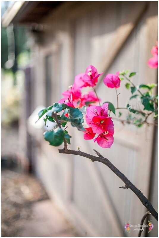  close up on pink flowers in the garden 