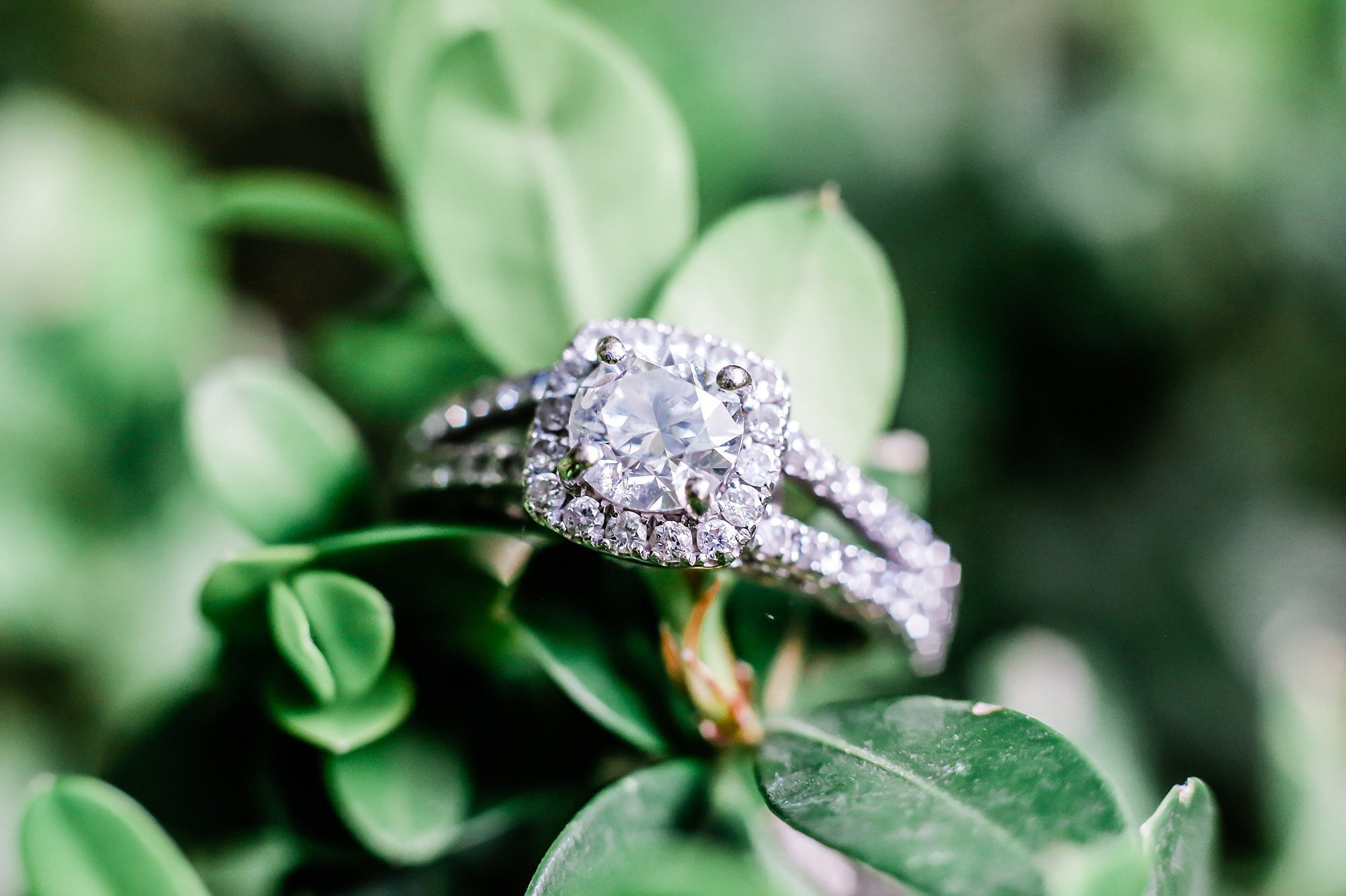  engagement ring sitting on a plant leaf 