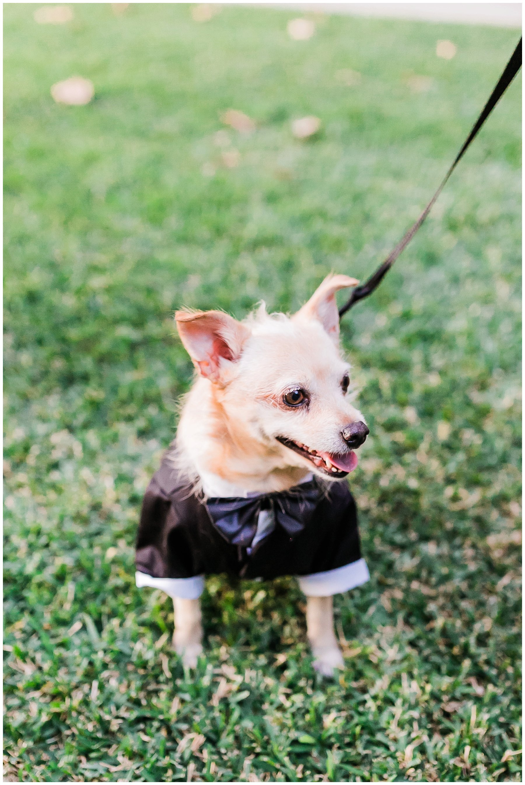  dog in tux outfit 