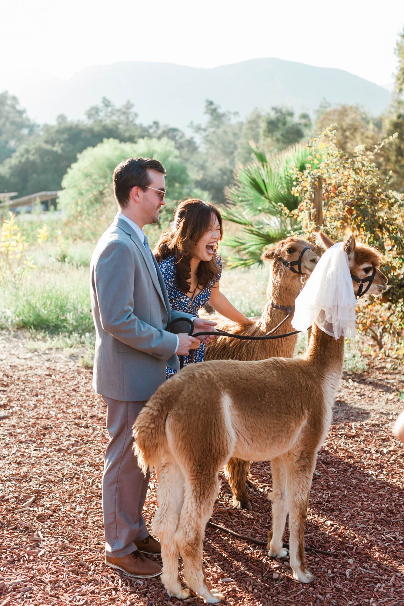 alpacas for wedding cocktail hour at reptacular ranch wedding venue