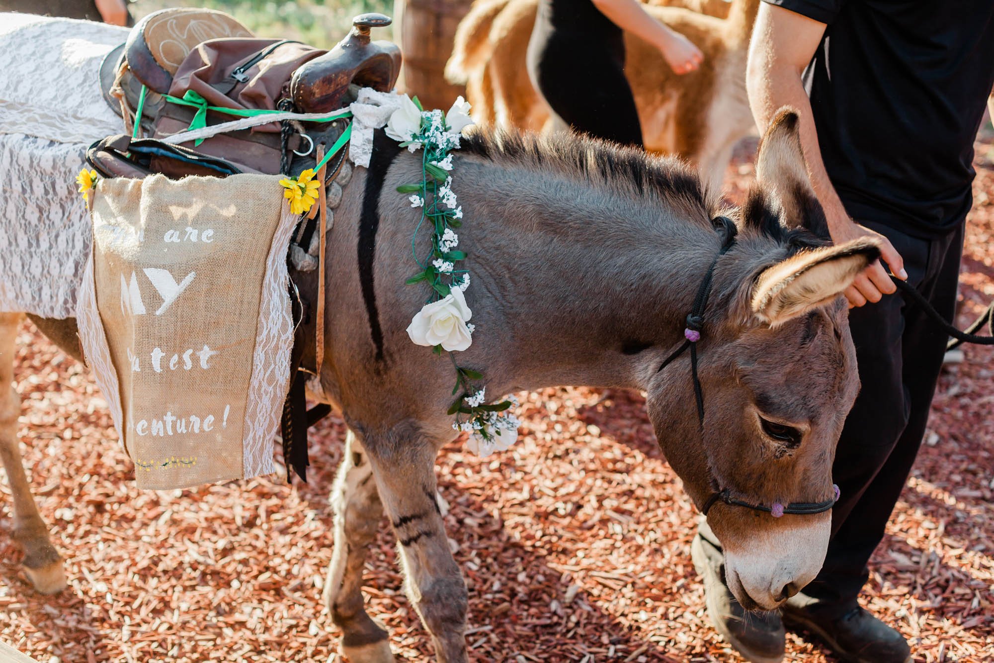 donkey for wedding cocktail hour at reptacular ranch wedding venue
