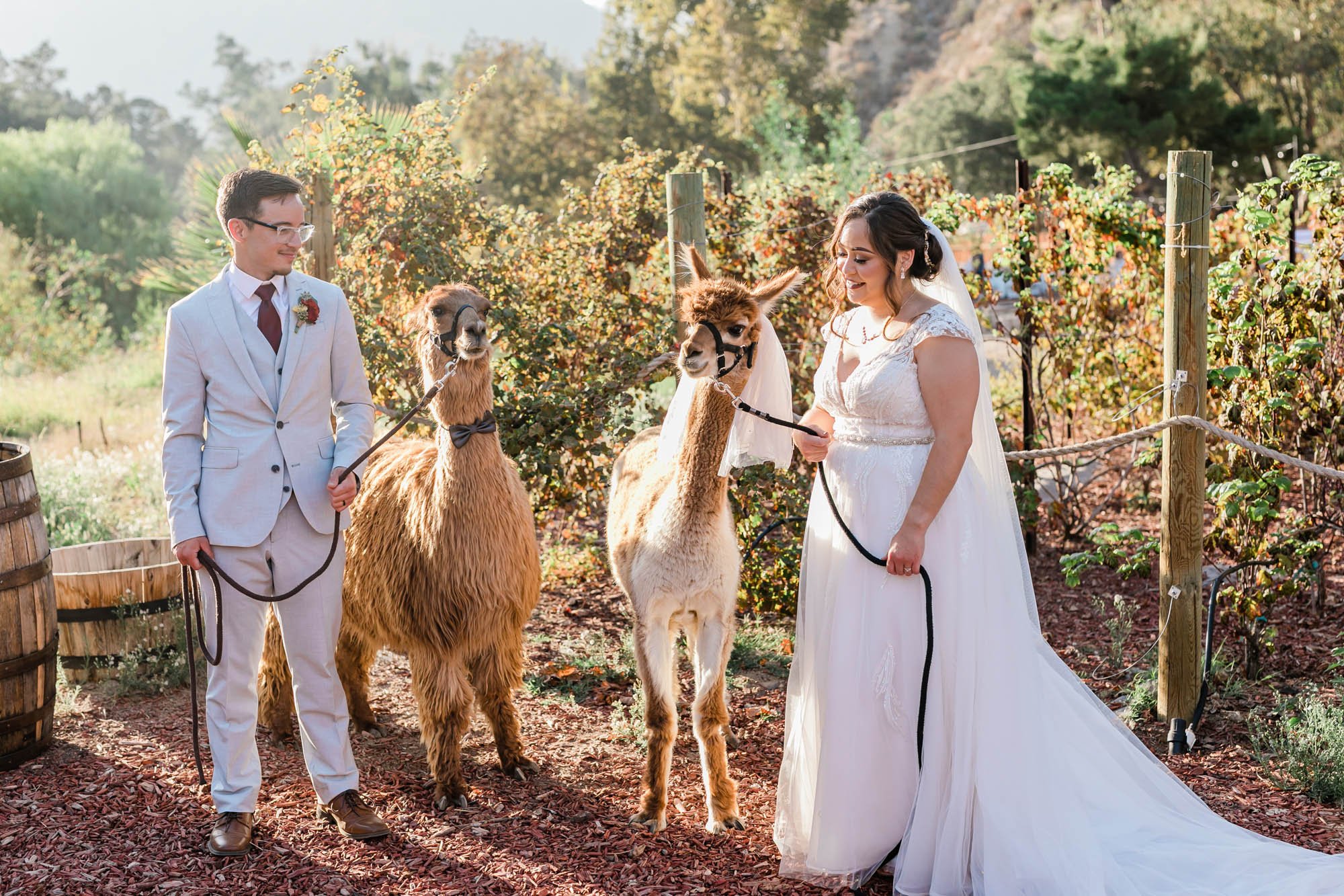 alpacas for wedding cocktail hour at reptacular ranch wedding venue