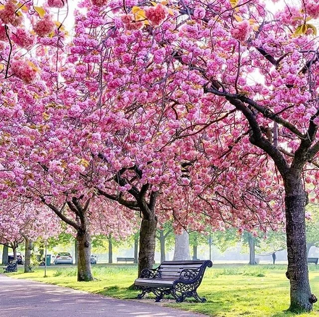 Can&rsquo;t get enough of London! 🌸 Picture by @ritafarhifinds #london #uk #nature #cherryblossom