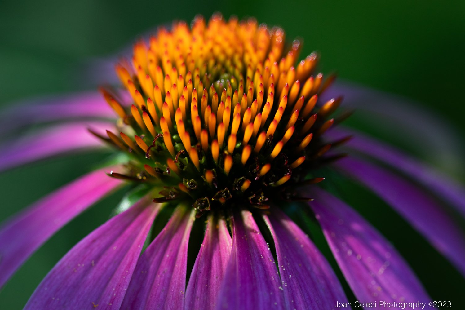 Flower Photo Walk Image.jpg