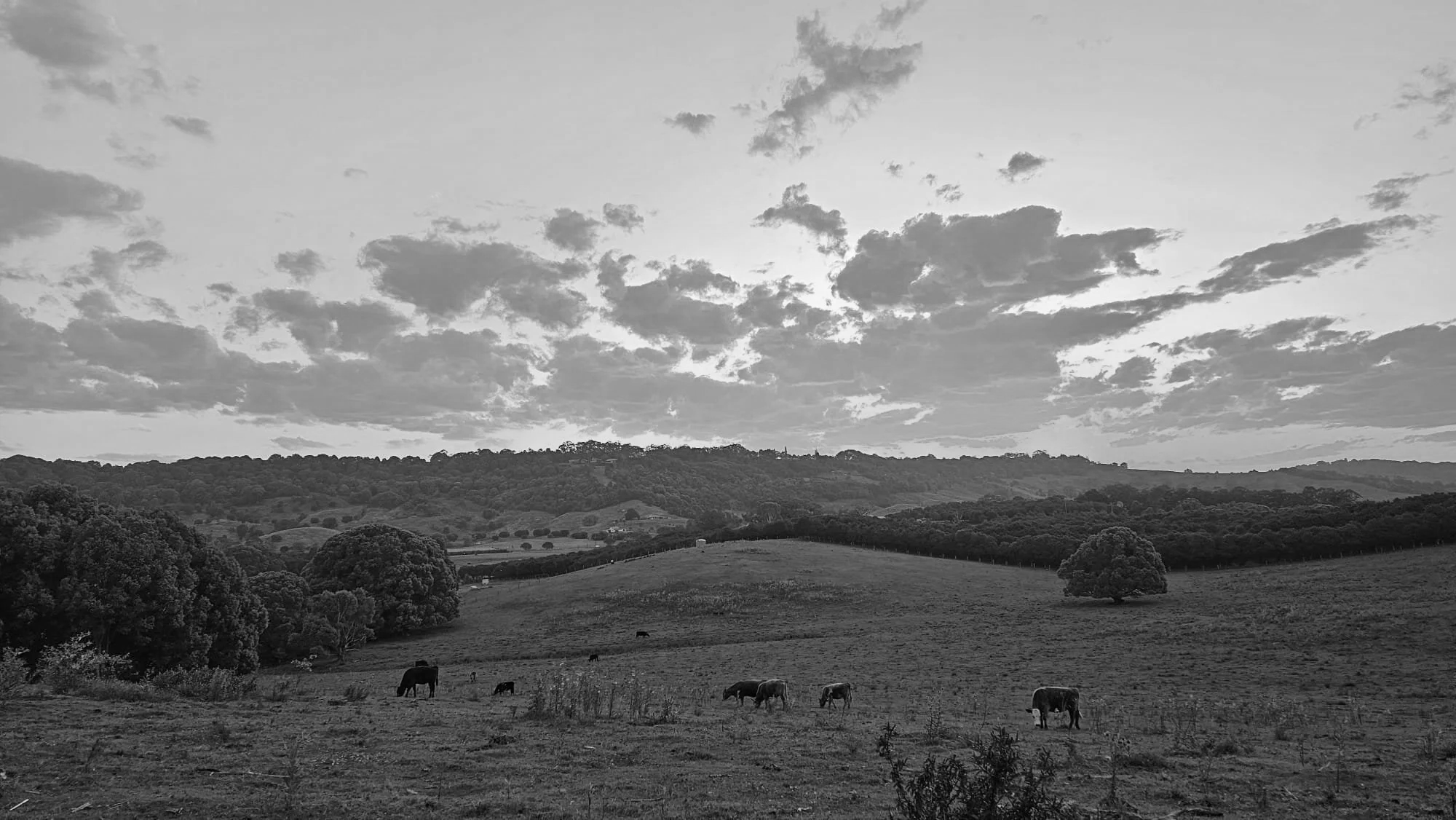 A black and white photo of rolling hills and a pasture with cows grazing, trees, and clouds in the sky.