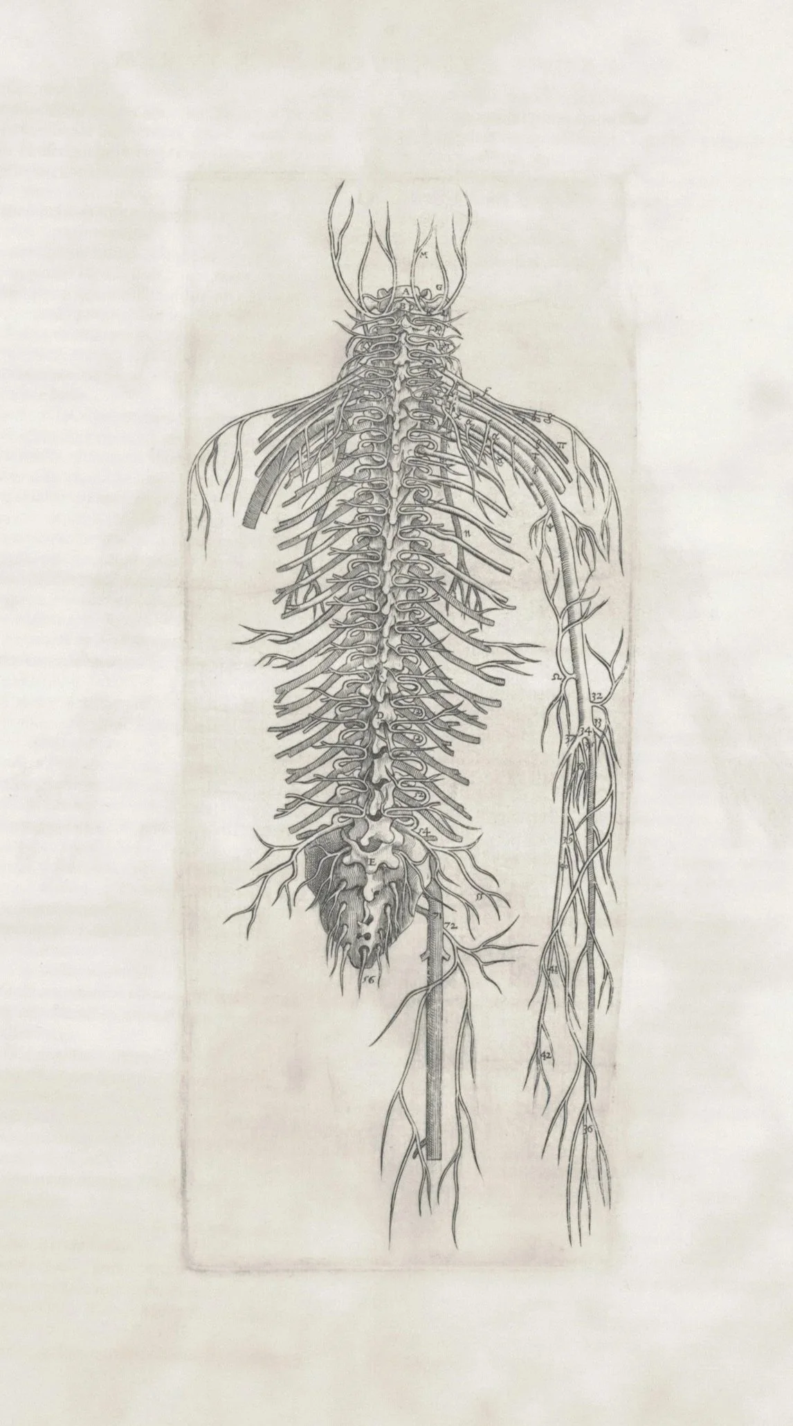 Scientific diagram of human nervous system showing the spine and nerve pathways.
