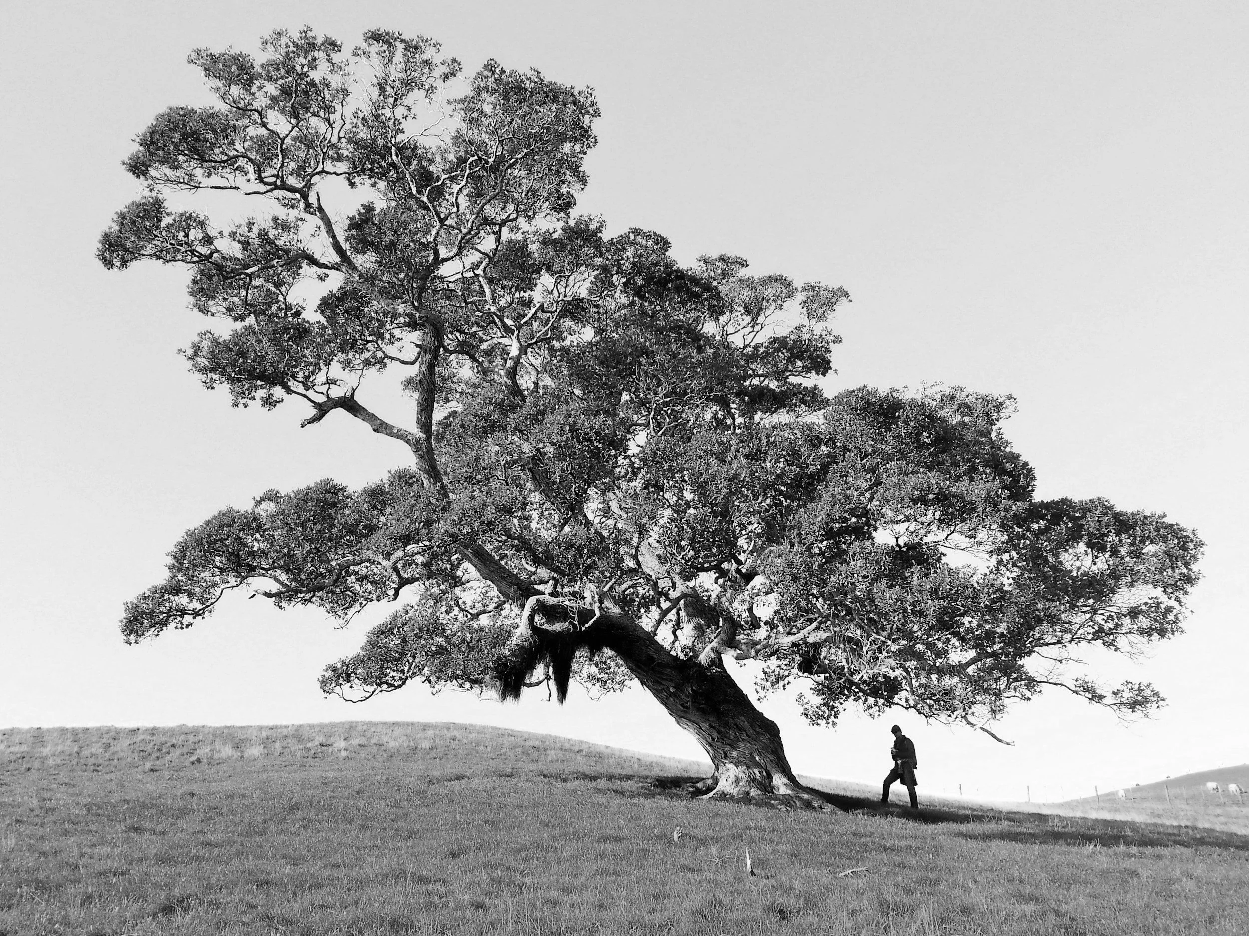 A person standing under a large, sprawling tree on a grassy hill, with a clear sky in the background.