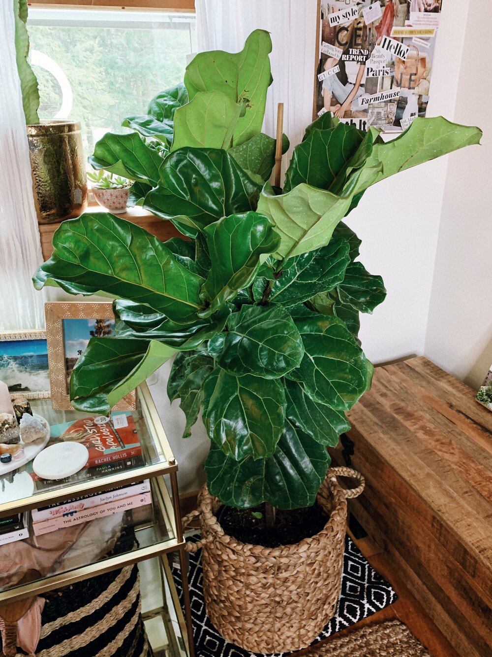 Currently Coveting: Fiddle Leaf Fig Tree
