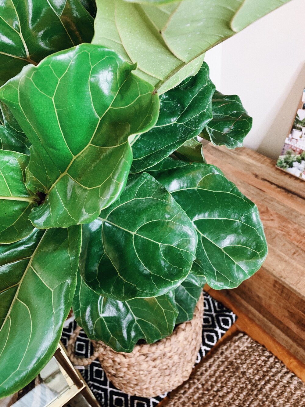 Currently Coveting: Fiddle Leaf Fig Tree