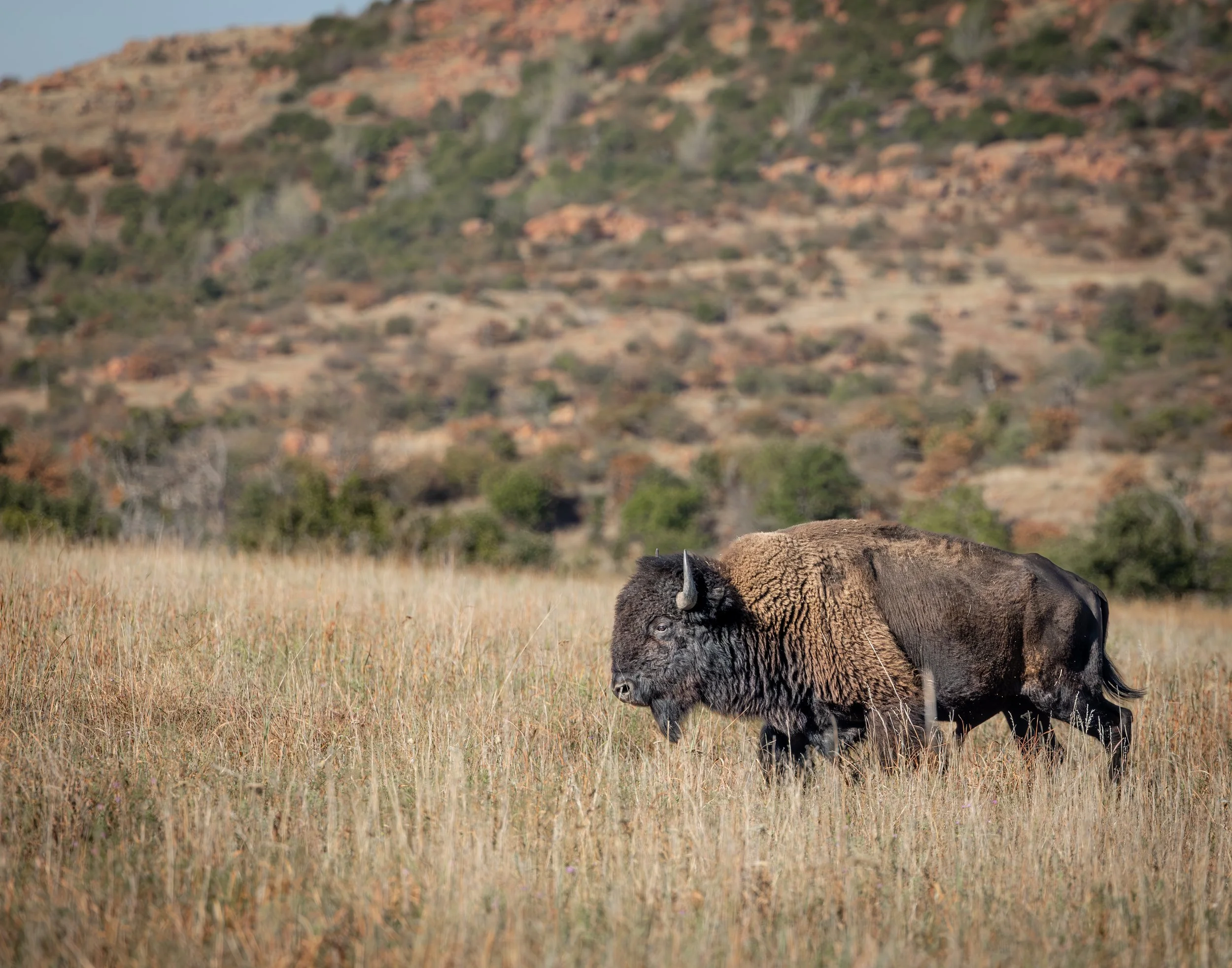 American bison walking through tall prairie grass at the Wichita Mountains Wildlife Refuge in Oklahoma.