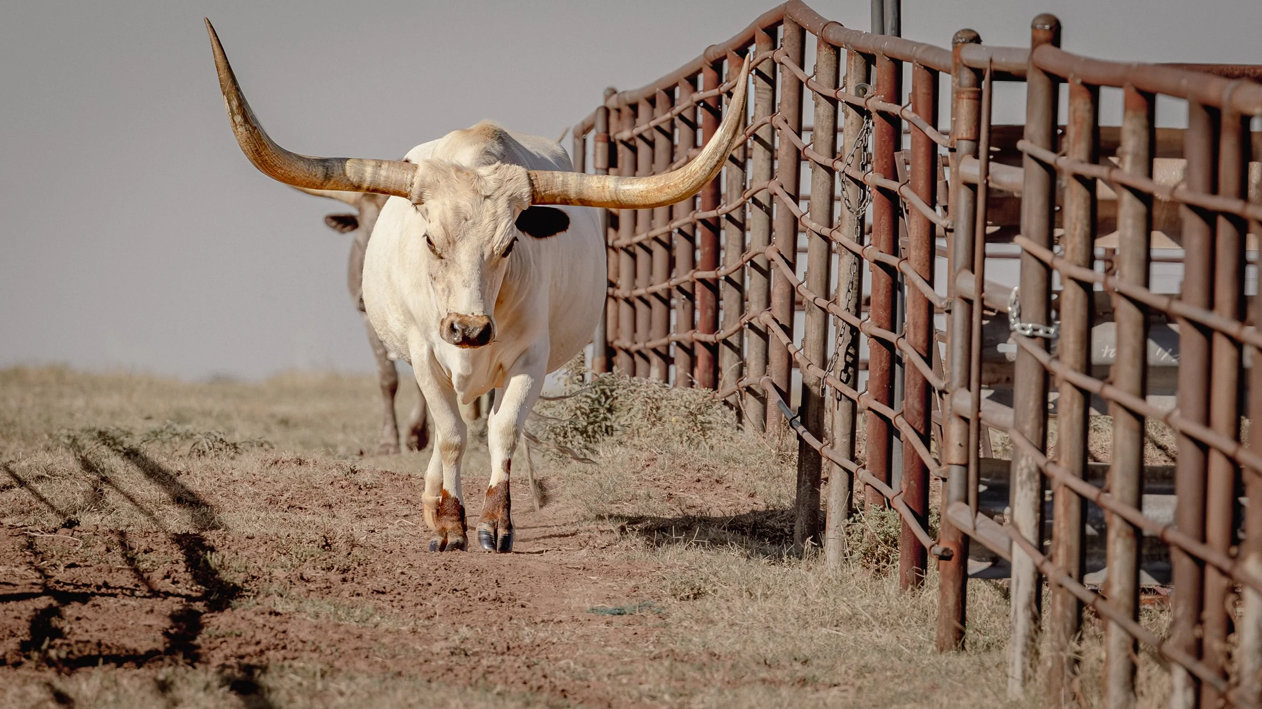 Taylor Ranch Longhorns 9x16.jpg